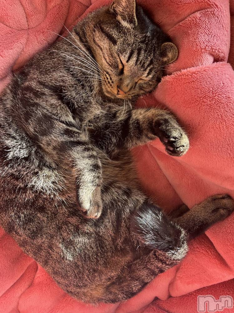 ��ˬ����Х��顦����֥���� �ץ���� ��ˬ(����� �ץ���� ����) ɱǵ �����11��29���̥�֥�����👋🏻‪��