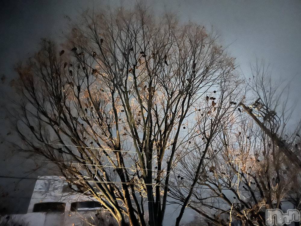 ��ˬ����Х��顦����֥���� �ץ���� ��ˬ(����� �ץ���� ����) ɱǵ �����1��10���̥�֥�����ᥬ🌝ᩤ��