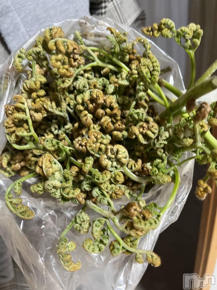 ��ˬ����Х��顦����֥���� �ץ���� ��ˬ(����� �ץ���� ����) ɱǵ �����4��30���̥�֥�����🌱‬‪��