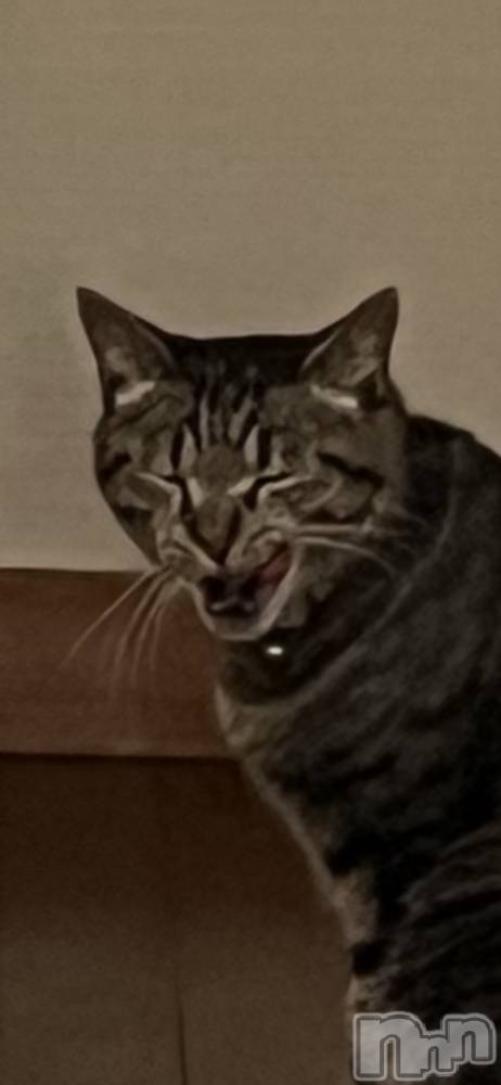 ��ˬ����Х��顦����֥���� �ץ���� ��ˬ(����� �ץ���� ����) ɱǵ �����5��12���̥�֥�����🫠��