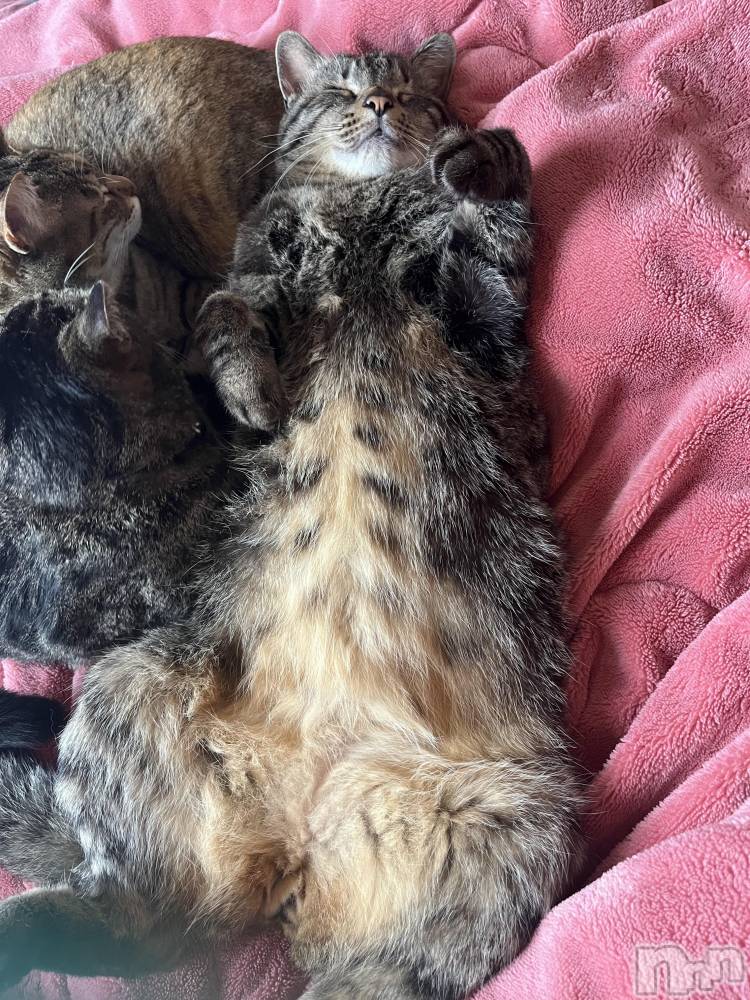 ��ˬ����Х��顦����֥���� �ץ���� ��ˬ(����� �ץ���� ����) ɱǵ �����5��17���̥�֥�����5��17�� 23��30ʬ�Υ֥�����