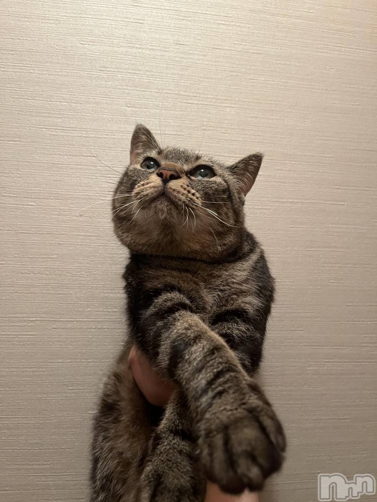 ��ˬ����Х��顦����֥���� �ץ���� ��ˬ(����� �ץ���� ����) ɱǵ �����10��1���̥�֥����֤ˤ���