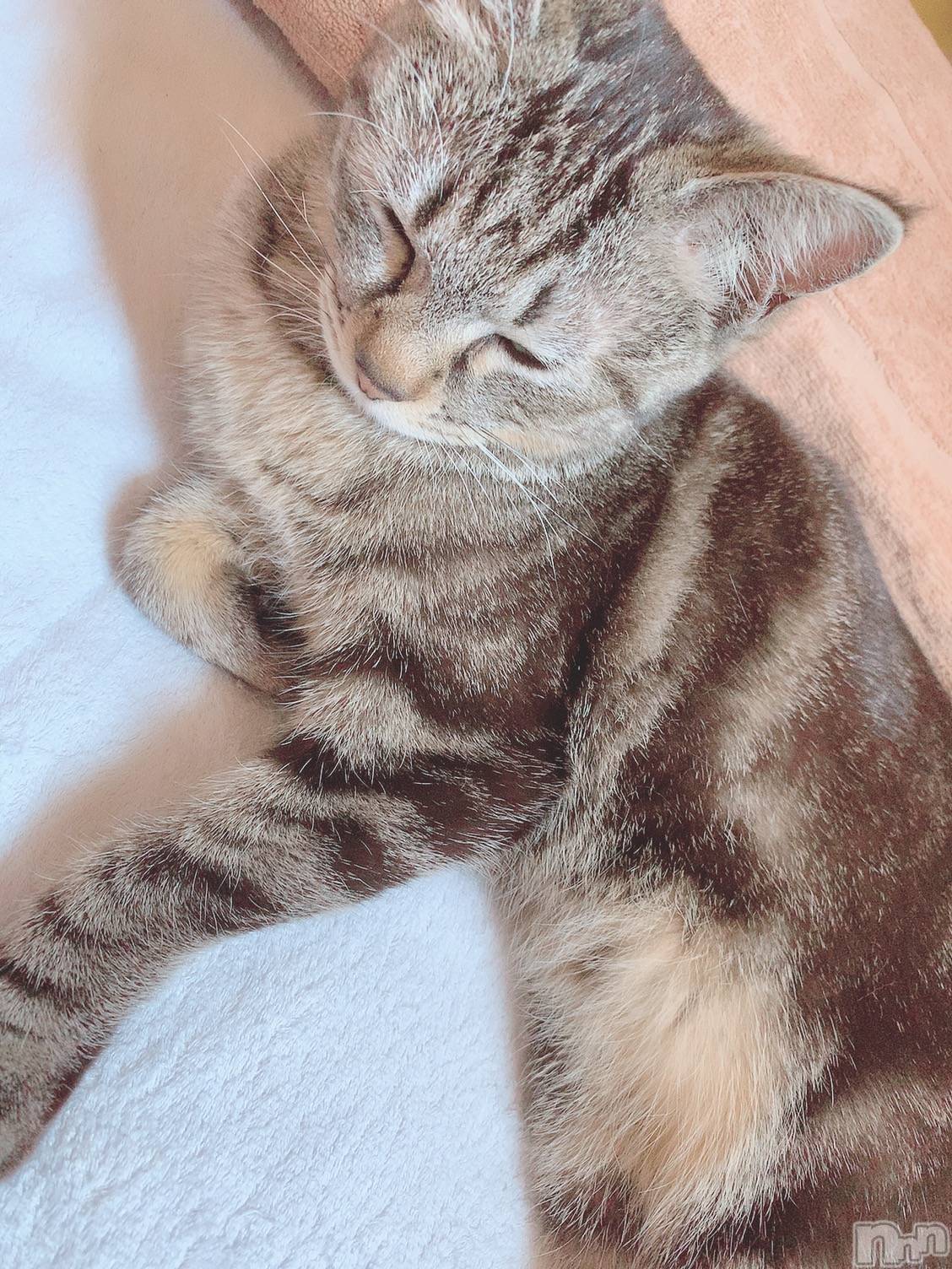 ��ˬ����Х��顦����֥���� �ץ���� ��ˬ(����� �ץ���� ����) ��2020ǯ6��10���̥�֥�����(ฅ'��'ฅ)��