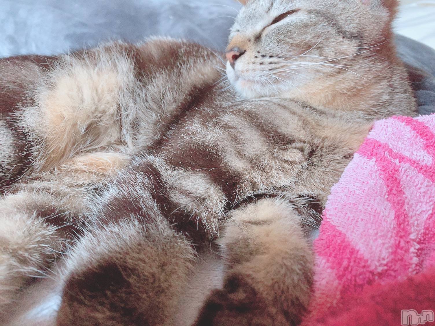 ��ˬ����Х��顦����֥���� �ץ���� ��ˬ(����� �ץ���� ����) ��2020ǯ6��15���̥�֥����֤��������