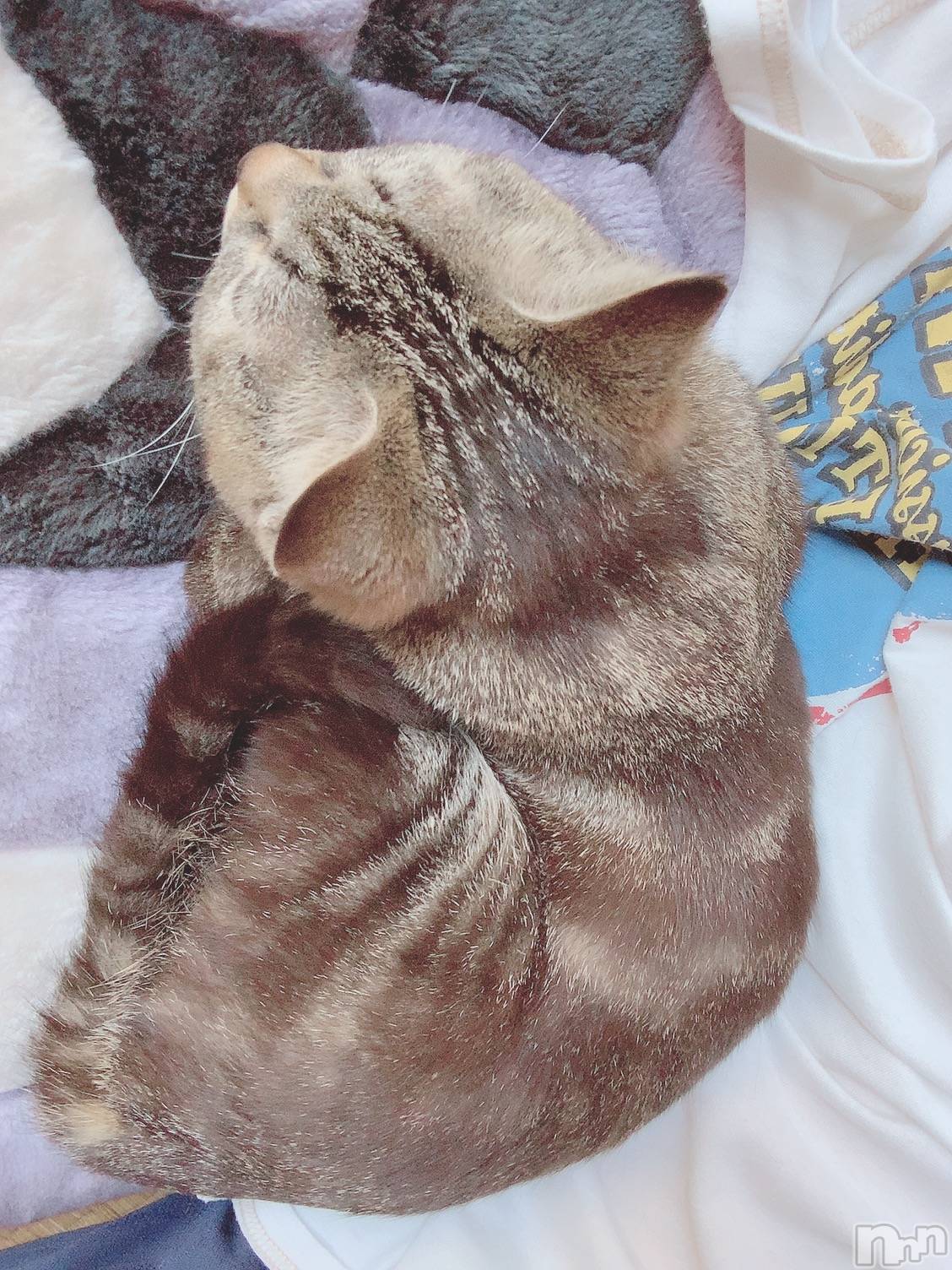 ��ˬ����Х��顦����֥���� �ץ���� ��ˬ(����� �ץ���� ����) ��2020ǯ7��3���̥�֥�����ǭ������