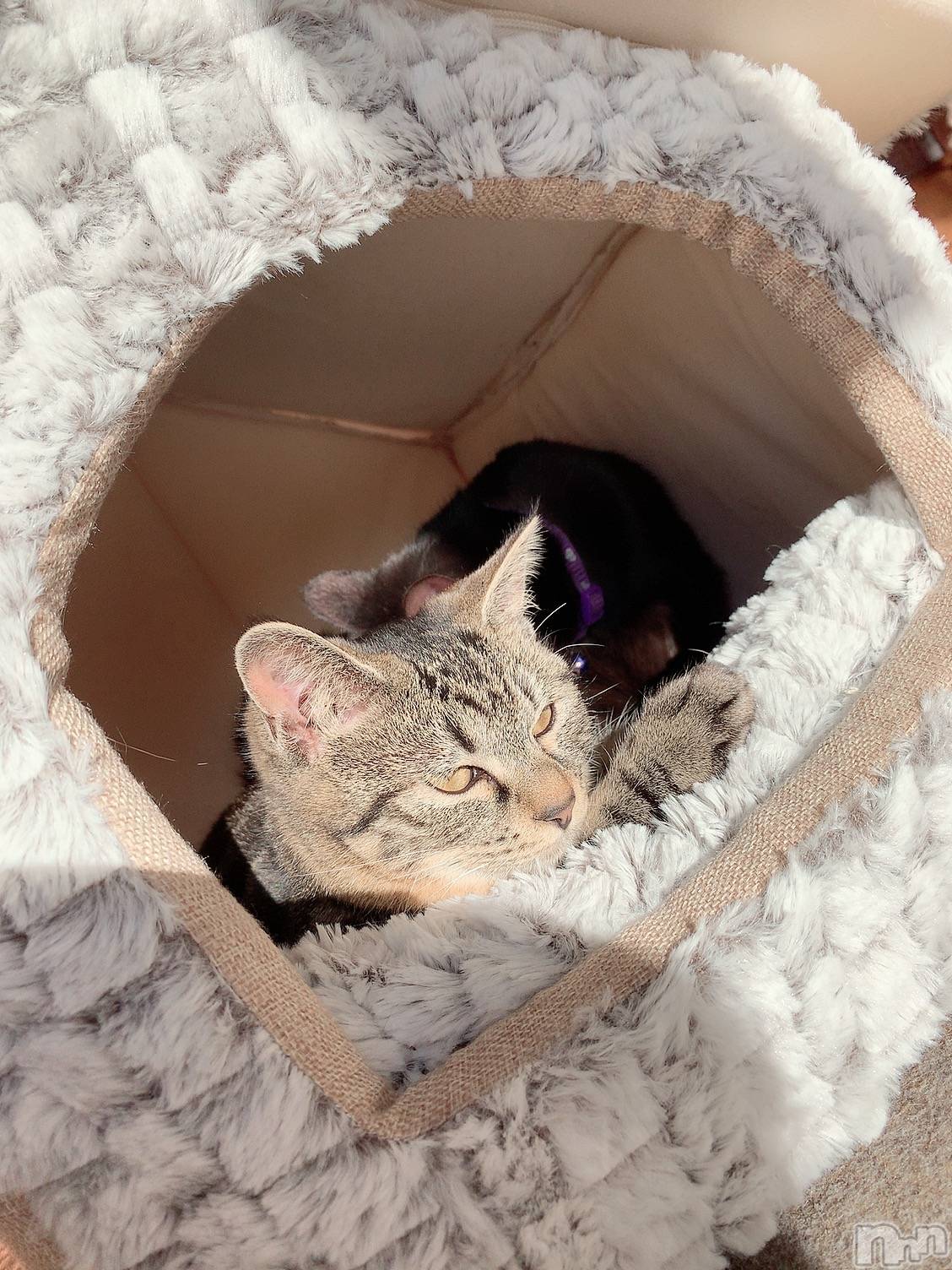 ��ˬ����Х��顦����֥���� �ץ���� ��ˬ(����� �ץ���� ����) ��2020ǯ7��4���̥�֥����֤ͤ���