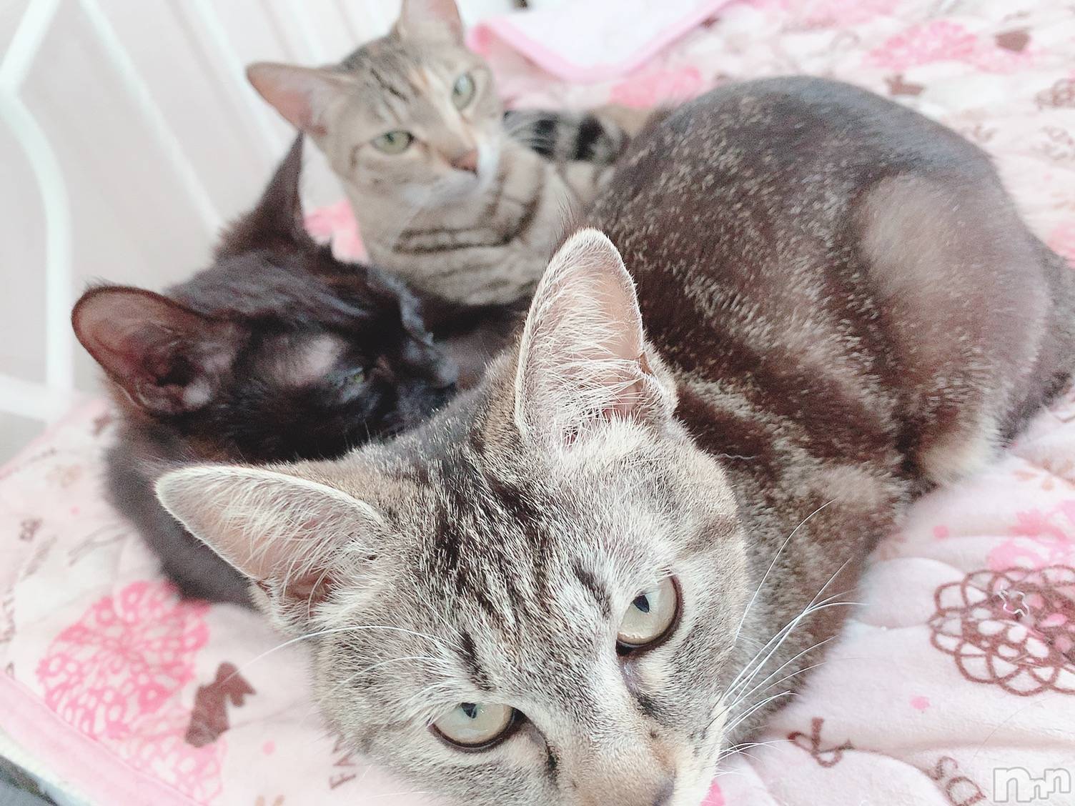 ��ˬ����Х��顦����֥���� �ץ���� ��ˬ(����� �ץ���� ����) ��2020ǯ7��17���̥�֥����ֽжС�