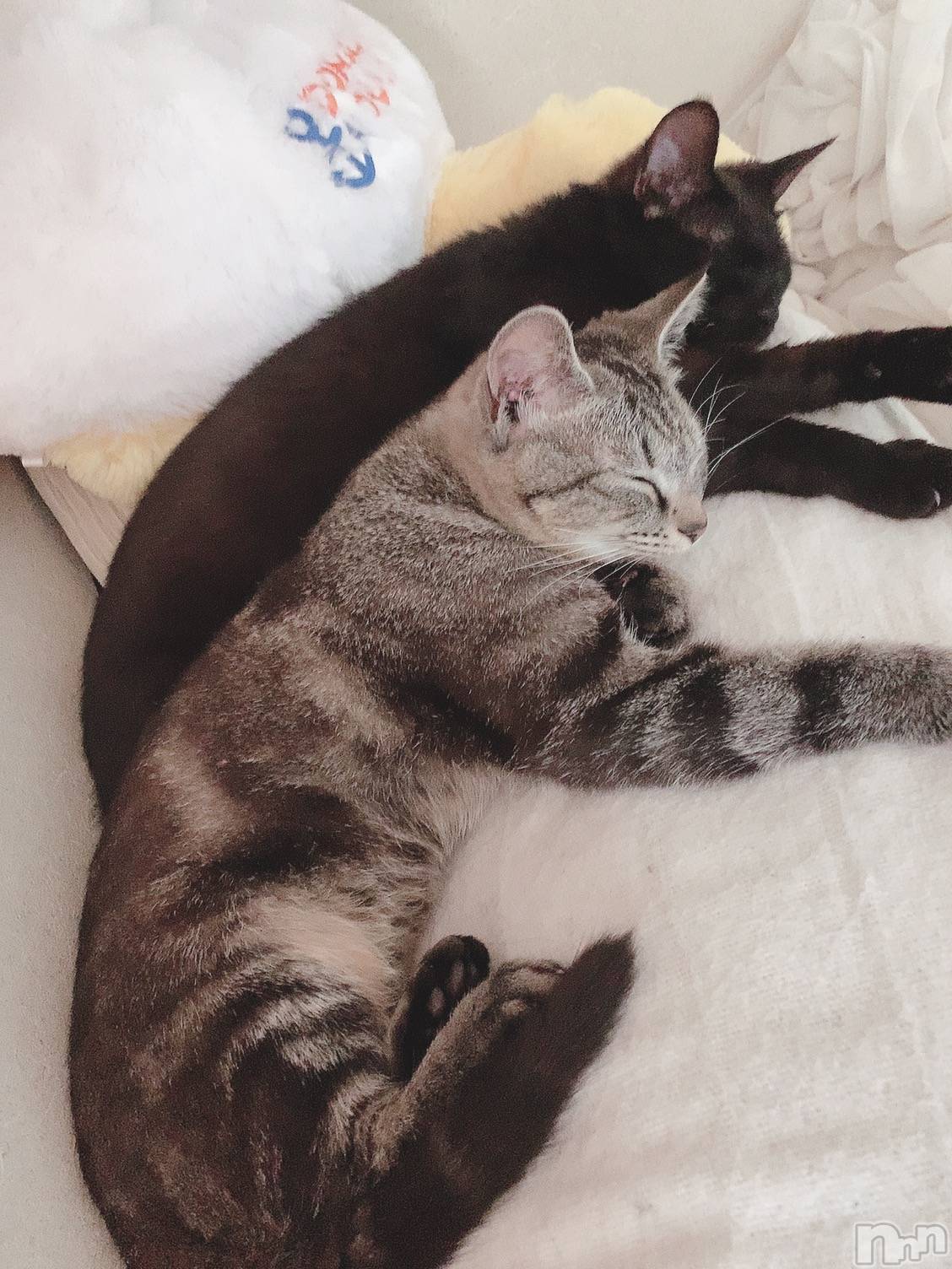 ��ˬ����Х��顦����֥���� �ץ���� ��ˬ(����� �ץ���� ����) ��2020ǯ7��30���̥�֥����ֽжС�