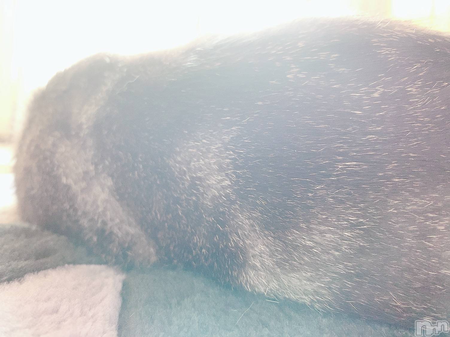 ��ˬ����Х��顦����֥���� �ץ���� ��ˬ(����� �ץ���� ����) ��2020ǯ8��4���̥�֥����ֽжС�