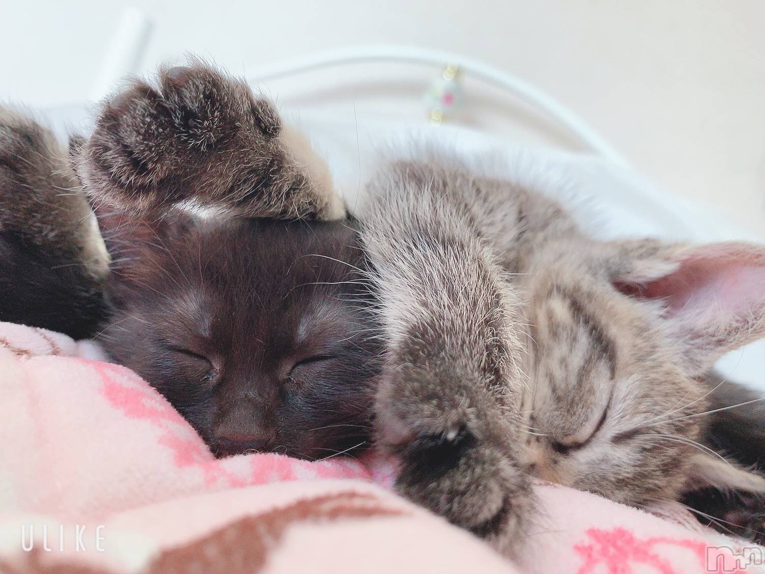 ��ˬ����Х��顦����֥���� �ץ���� ��ˬ(����� �ץ���� ����) ��2020ǯ8��7���̥�֥����ֽжС�