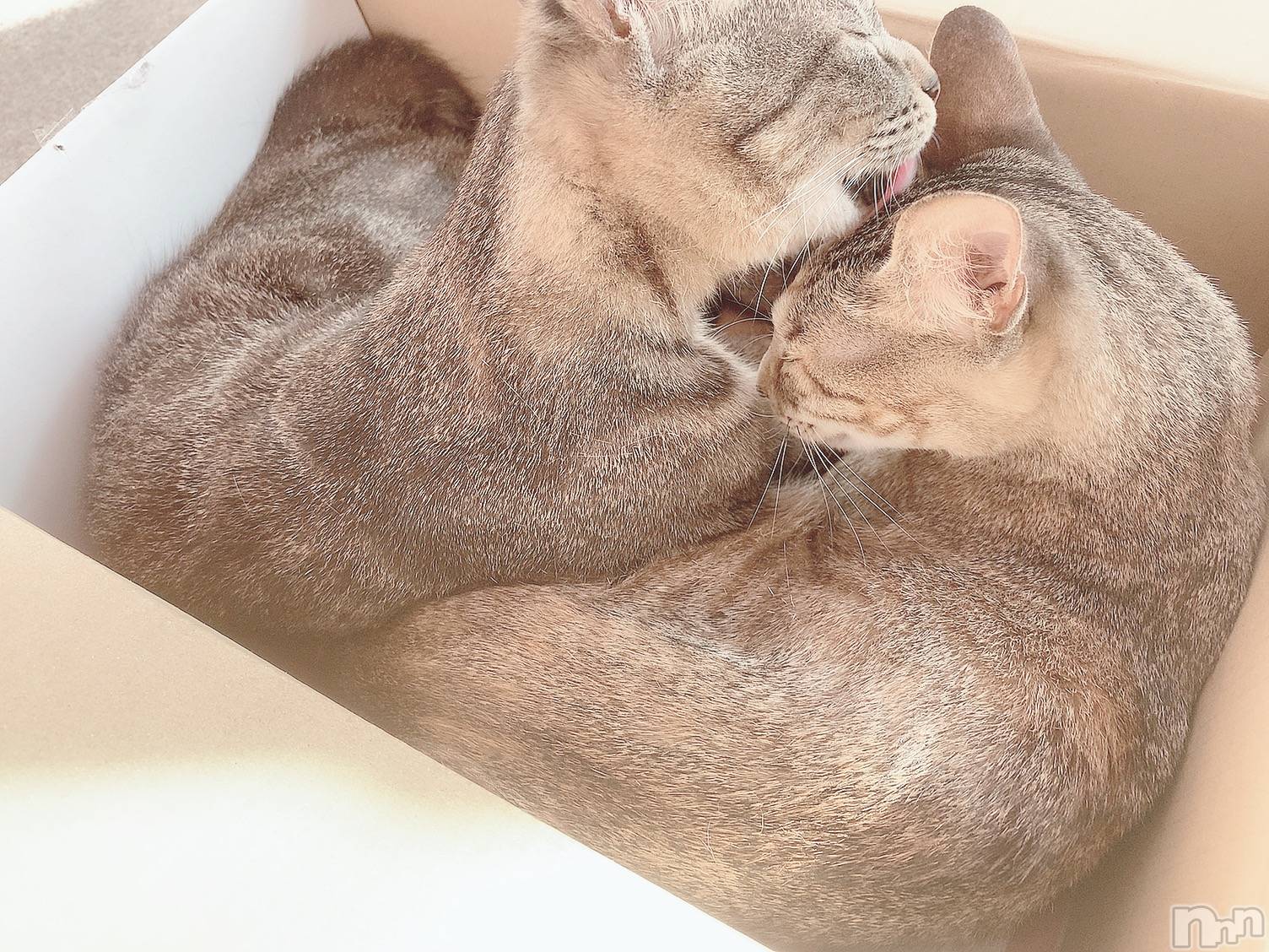 ��ˬ����Х��顦����֥���� �ץ���� ��ˬ(����� �ץ���� ����) ��2020ǯ9��5���̥�֥����ֽжС�