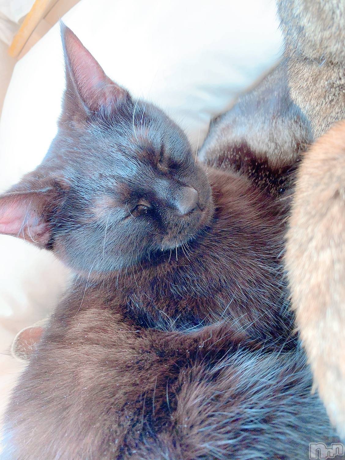 ��ˬ����Х��顦����֥���� �ץ���� ��ˬ(����� �ץ���� ����) ��2020ǯ9��10���̥�֥����ֽжС���