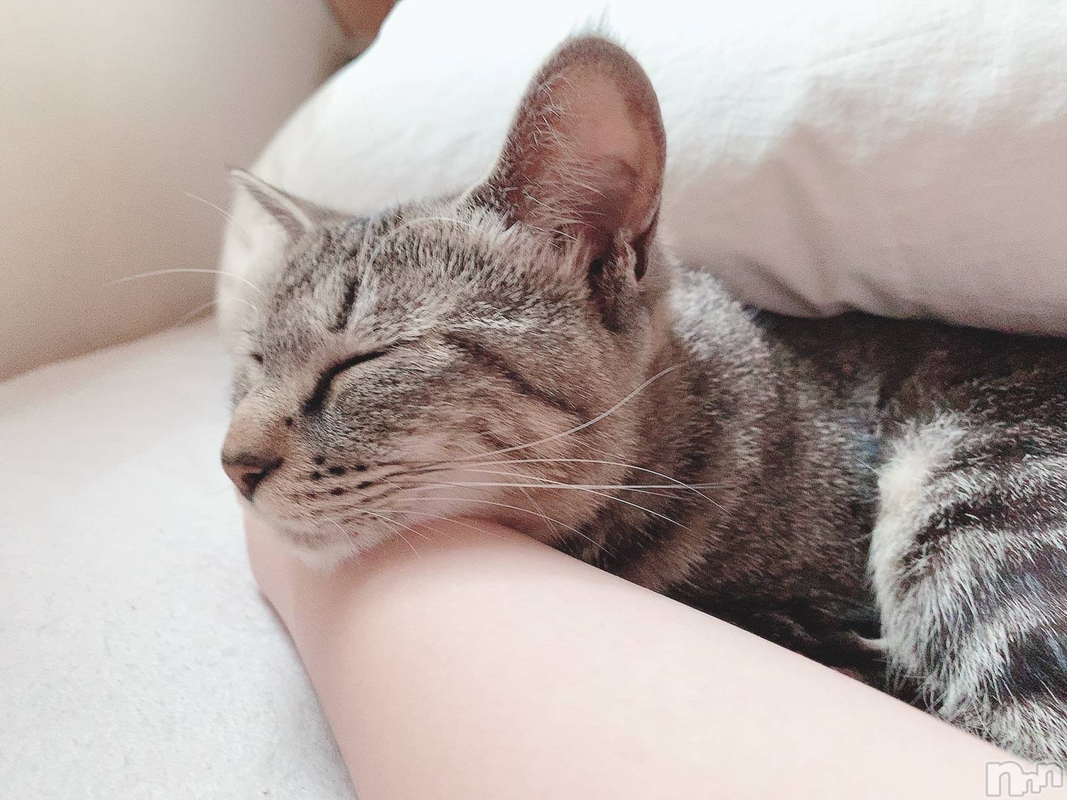 ��ˬ����Х��顦����֥���� �ץ���� ��ˬ(����� �ץ���� ����) ��2020ǯ9��11���̥�֥����ֽжС�