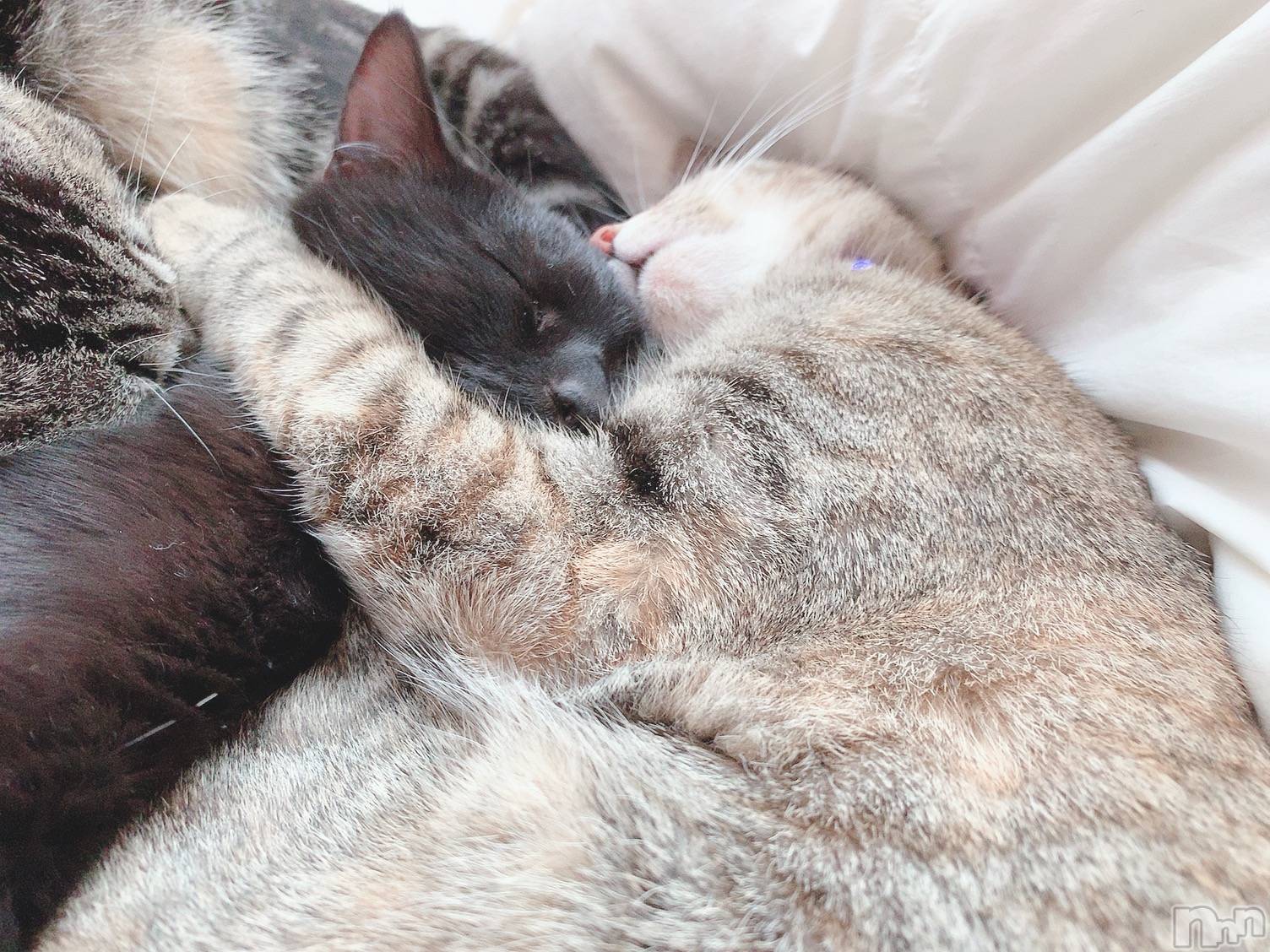 ��ˬ����Х��顦����֥���� �ץ���� ��ˬ(����� �ץ���� ����) ��2020ǯ9��12���̥�֥����ֽжС�