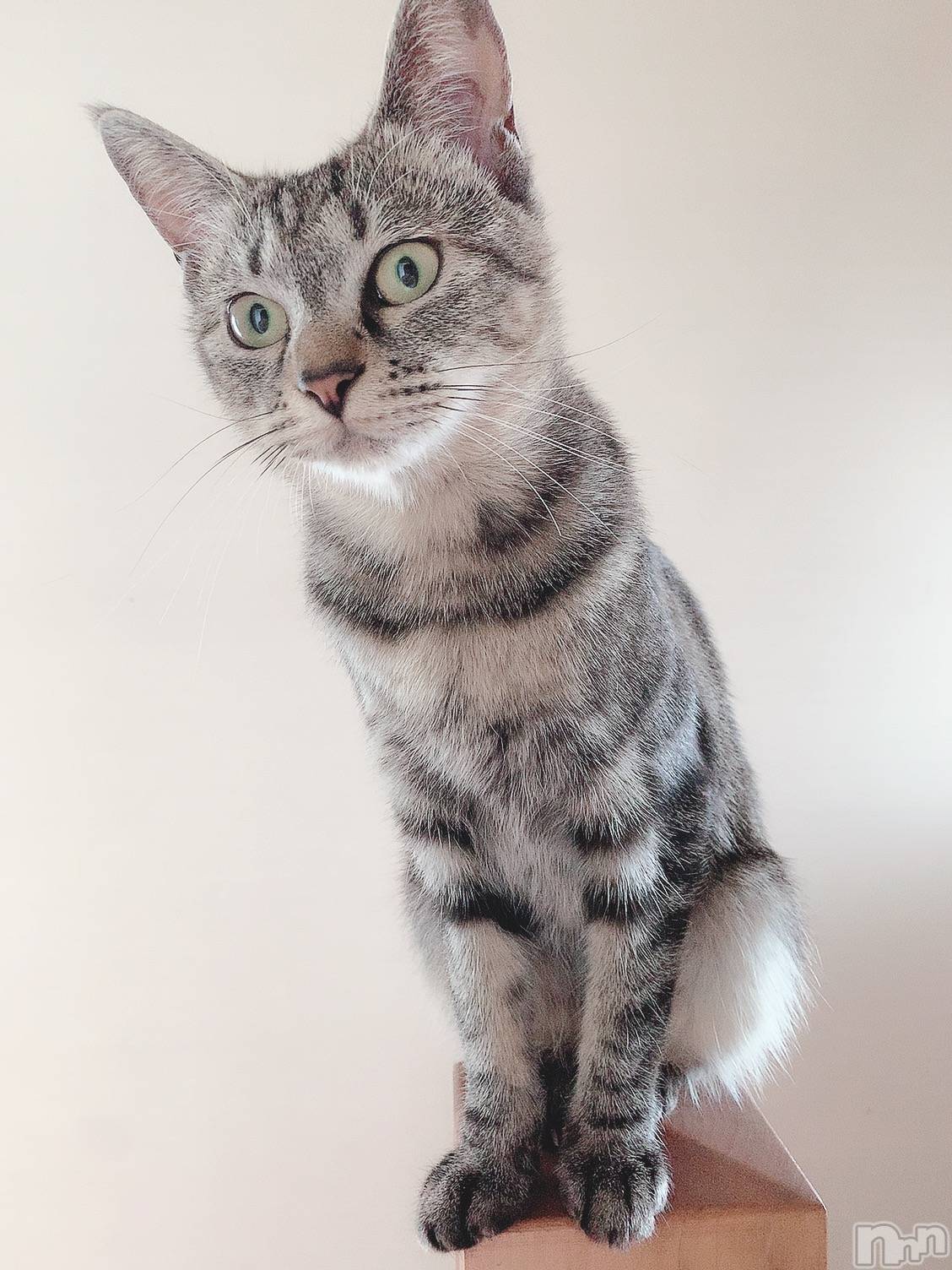 ��ˬ����Х��顦����֥���� �ץ���� ��ˬ(����� �ץ���� ����) ��2020ǯ9��24���̥�֥����֤ͤ������