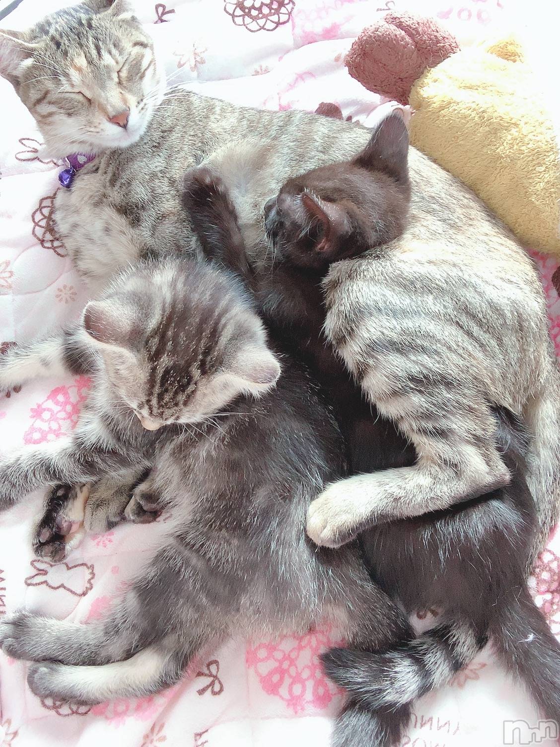 ��ˬ����Х��顦����֥���� �ץ���� ��ˬ(����� �ץ���� ����) ��2020ǯ9��29���̥�֥����ֽжФǤ�����