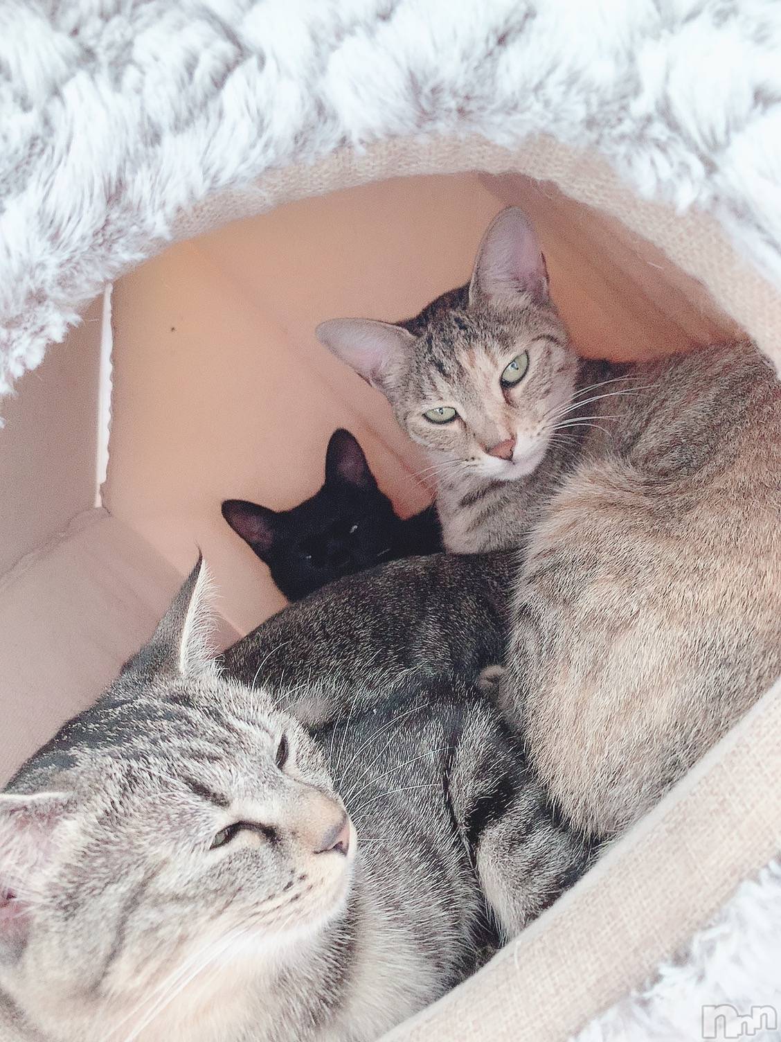 ��ˬ����Х��顦����֥���� �ץ���� ��ˬ(����� �ץ���� ����) ��2020ǯ10��13���̥�֥����ֽжС�