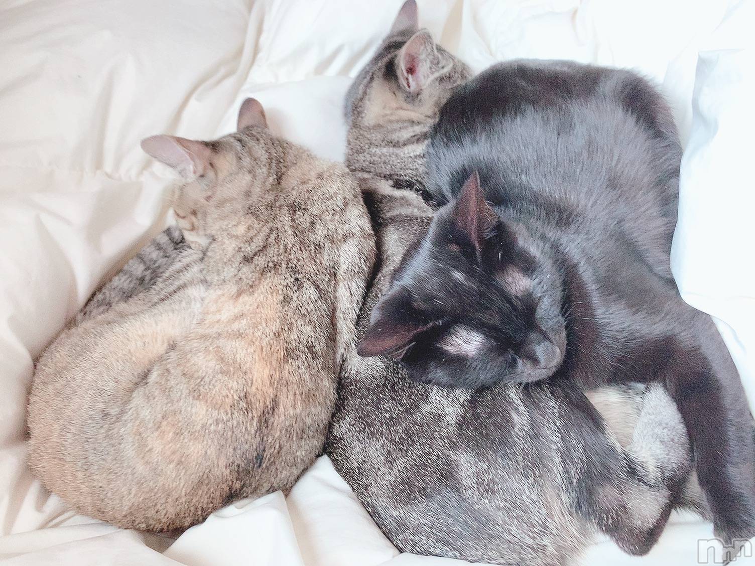 ��ˬ����Х��顦����֥���� �ץ���� ��ˬ(����� �ץ���� ����) ��2020ǯ10��17���̥�֥����ֽжФǤ�����