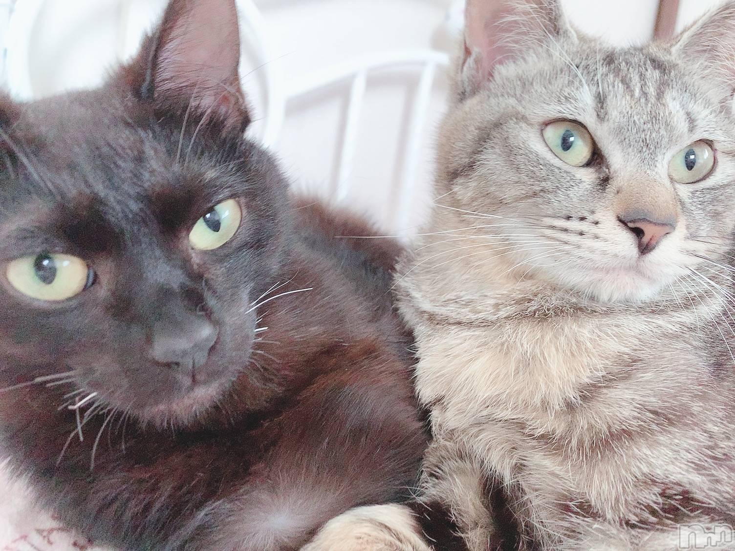 ��ˬ����Х��顦����֥���� �ץ���� ��ˬ(����� �ץ���� ����) ��2020ǯ10��21���̥�֥����ֽжФǤ�����