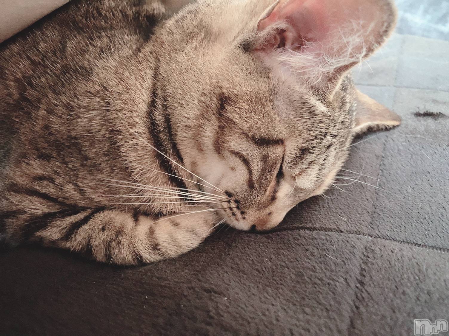 ��ˬ����Х��顦����֥���� �ץ���� ��ˬ(����� �ץ���� ����) ��2020ǯ11��16���̥�֥����ֽжС�