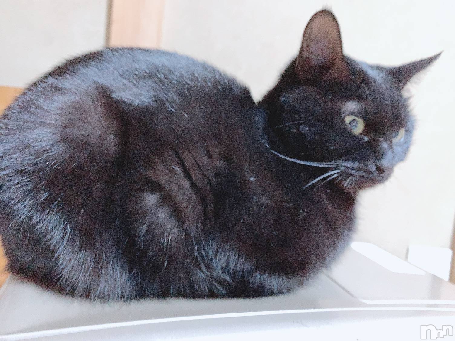 ��ˬ����Х��顦����֥���� �ץ���� ��ˬ(����� �ץ���� ����) ��2020ǯ11��30���̥�֥����ֽжФǤ�����