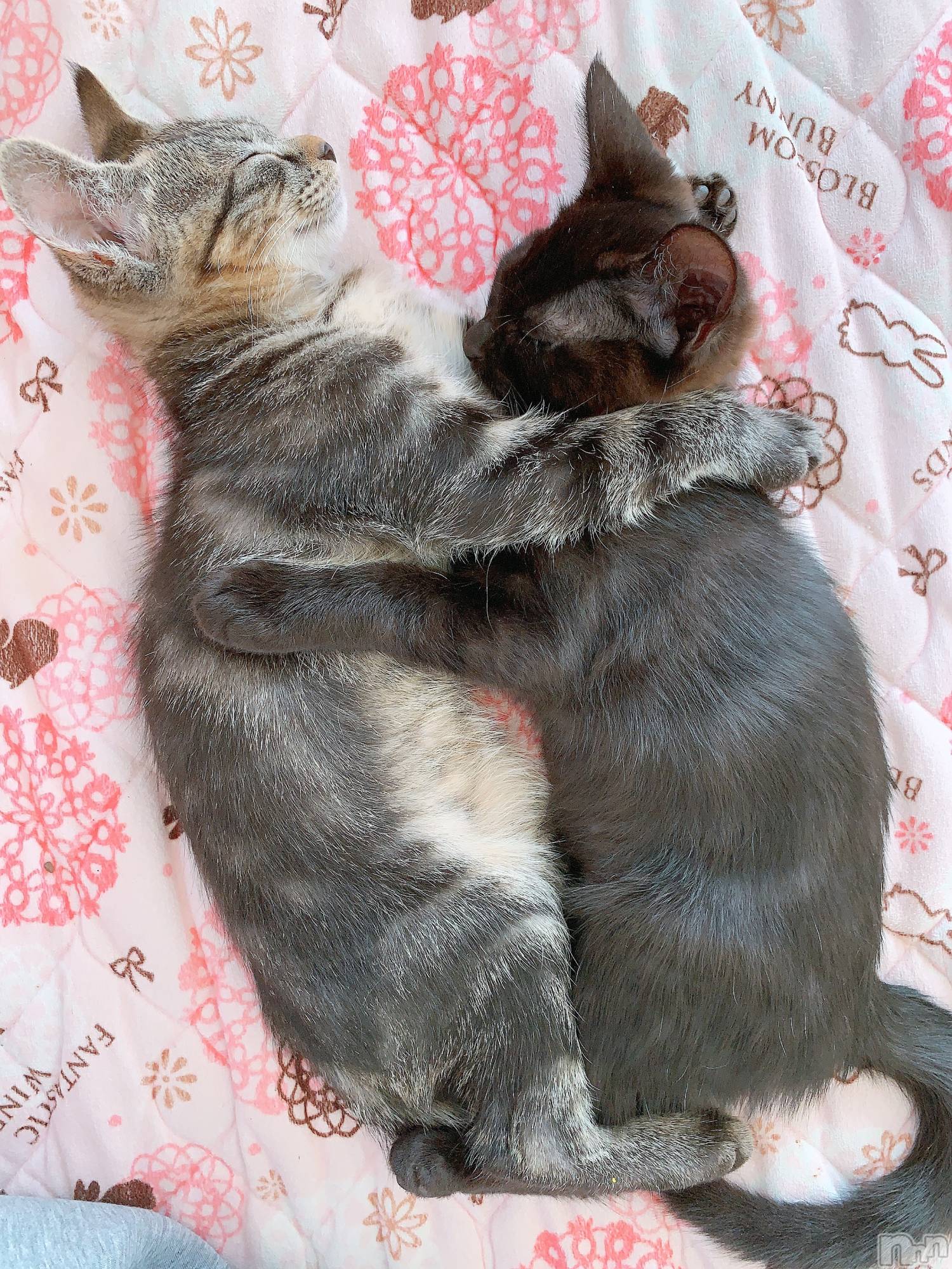 ��ˬ����Х��顦����֥���� �ץ���� ��ˬ(����� �ץ���� ����) ��2020ǯ12��10���̥�֥����ֽжС�