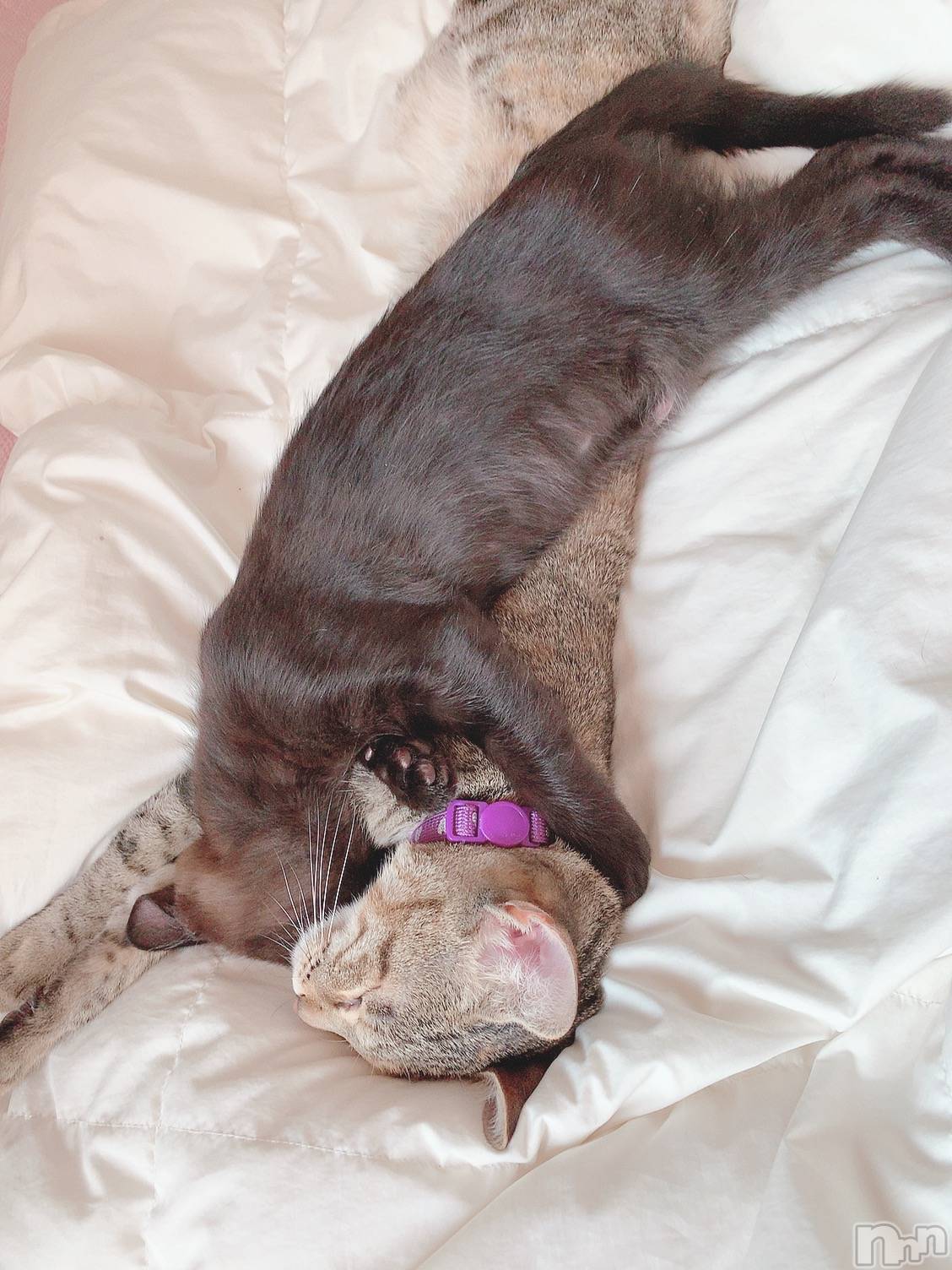 ��ˬ����Х��顦����֥���� �ץ���� ��ˬ(����� �ץ���� ����) ��2020ǯ12��11���̥�֥����ֽжФ��Ƥޤ�����