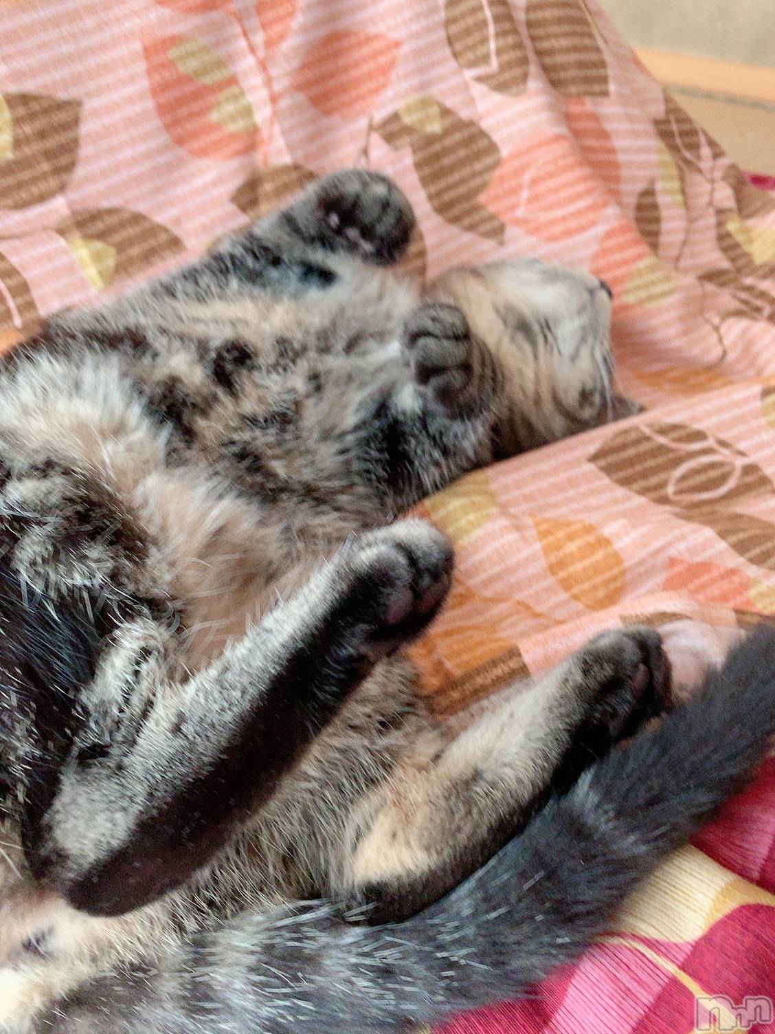 ��ˬ����Х��顦����֥���� �ץ���� ��ˬ(����� �ץ���� ����) ��2020ǯ12��29���̥�֥����ֽжС�