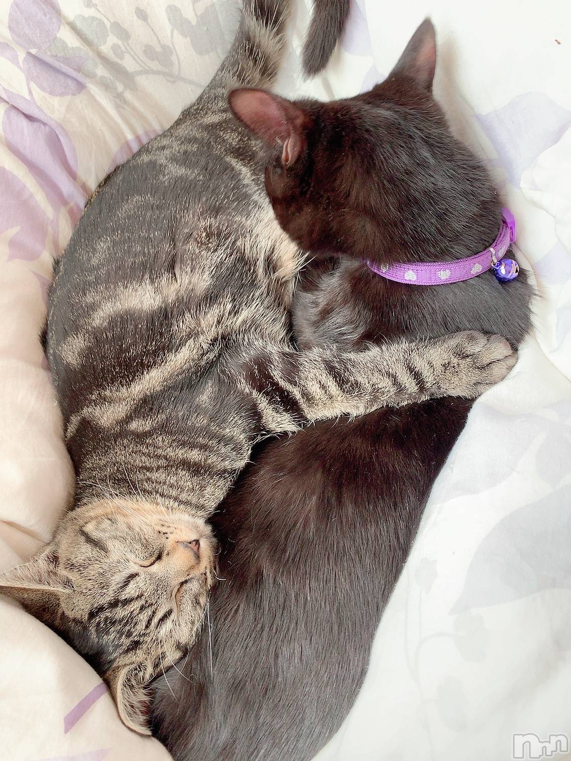 ��ˬ����Х��顦����֥���� �ץ���� ��ˬ(����� �ץ���� ����) ��2021ǯ1��2���̥�֥�����🤘🤘🤘🤘🤘🤘🤘🤘🤘��