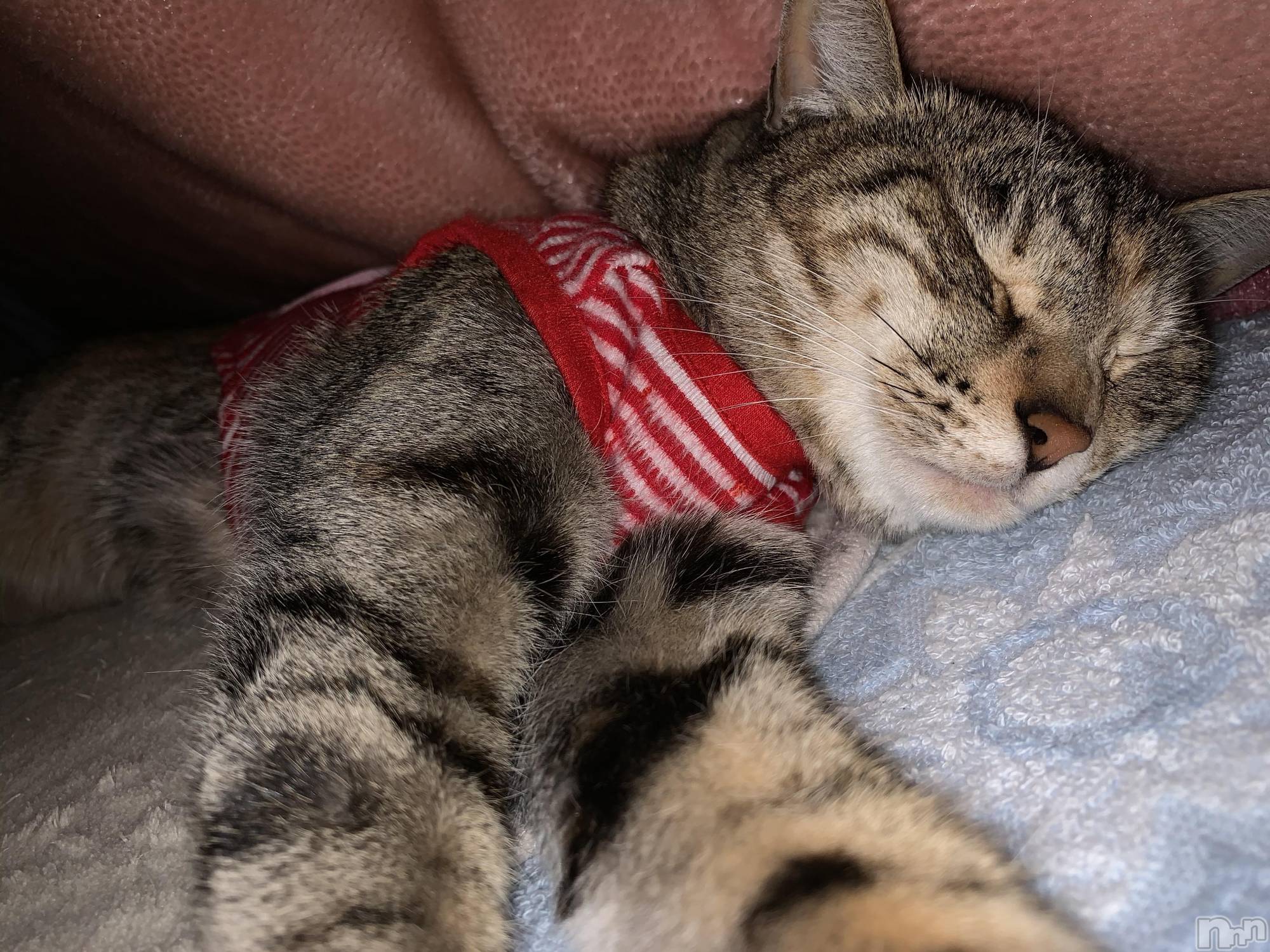 ��ˬ����Х��顦����֥���� �ץ���� ��ˬ(����� �ץ���� ����) ��2021ǯ1��8���̥�֥����֤��Ϥ褦��