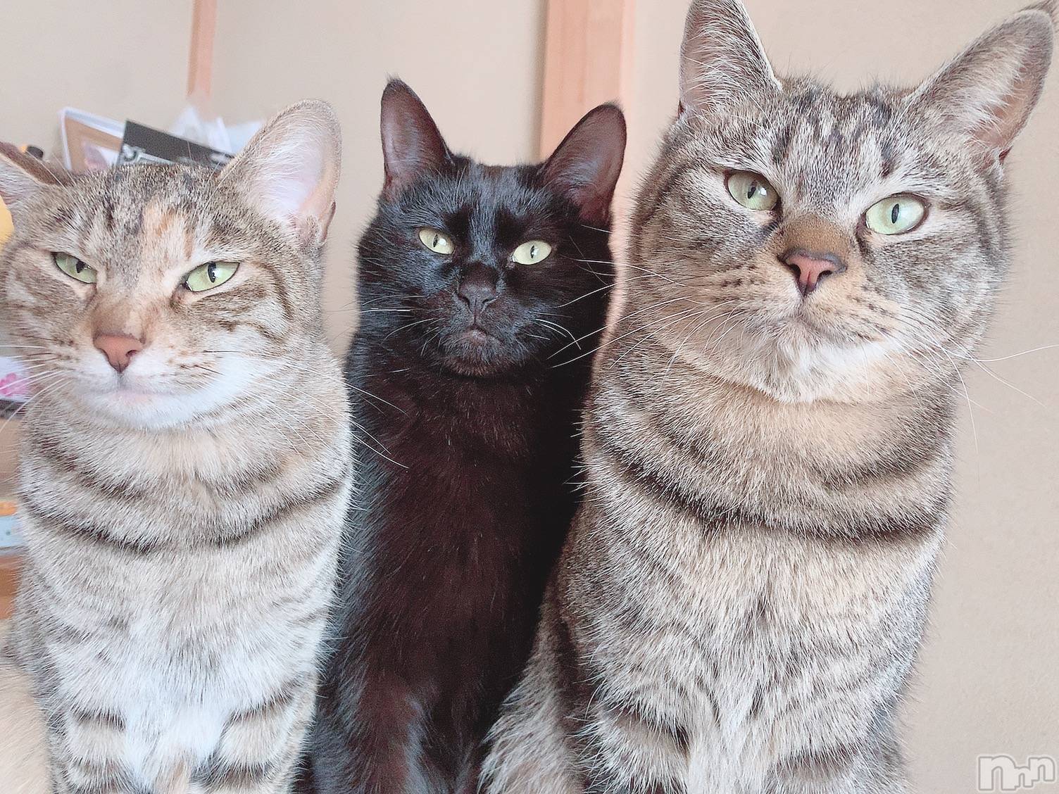 ��ˬ����Х��顦����֥���� �ץ���� ��ˬ(����� �ץ���� ����) ��2021ǯ1��21���̥�֥����ֽжС�