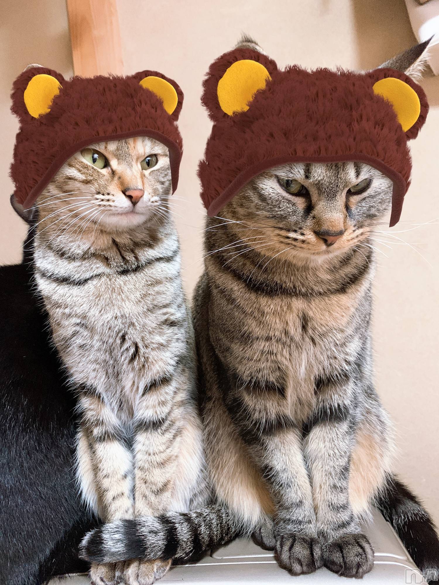 ��ˬ����Х��顦����֥���� �ץ���� ��ˬ(����� �ץ���� ����) ��2021ǯ1��27���̥�֥����ֽжФǤ�����