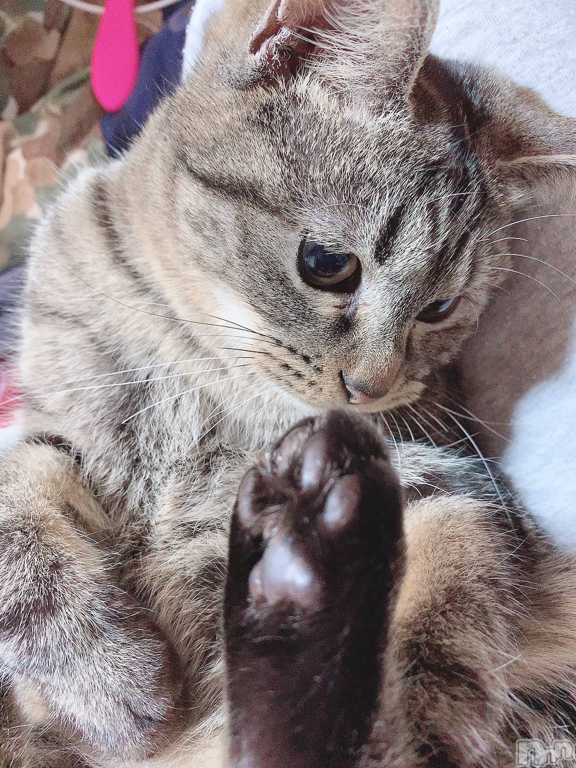 ��ˬ����Х��顦����֥���� �ץ���� ��ˬ(����� �ץ���� ����) ��2021ǯ2��1���̥�֥����֤����ˡ���