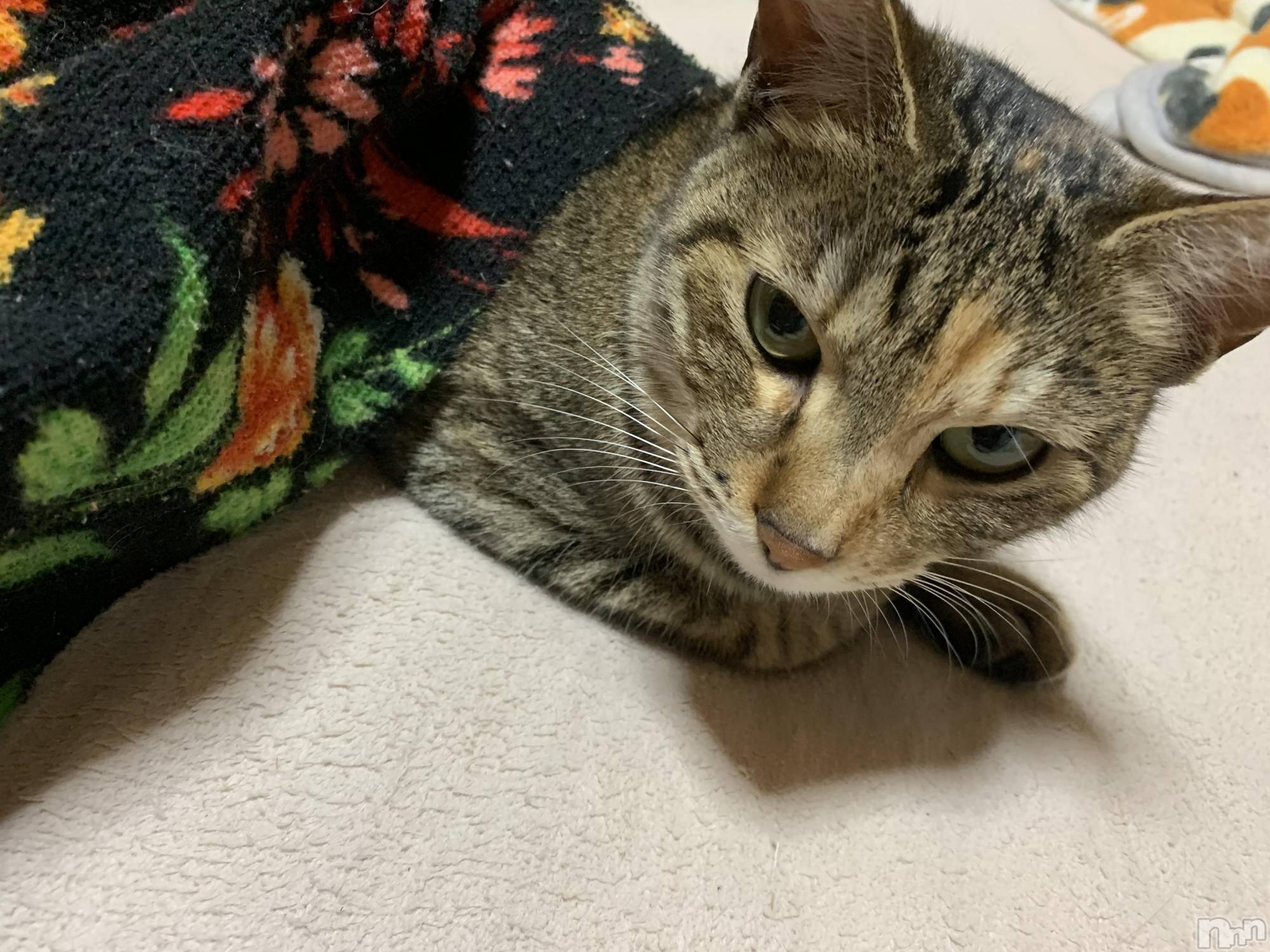 ��ˬ����Х��顦����֥���� �ץ���� ��ˬ(����� �ץ���� ����) ��2021ǯ2��4���̥�֥����ֽжФǤ�����