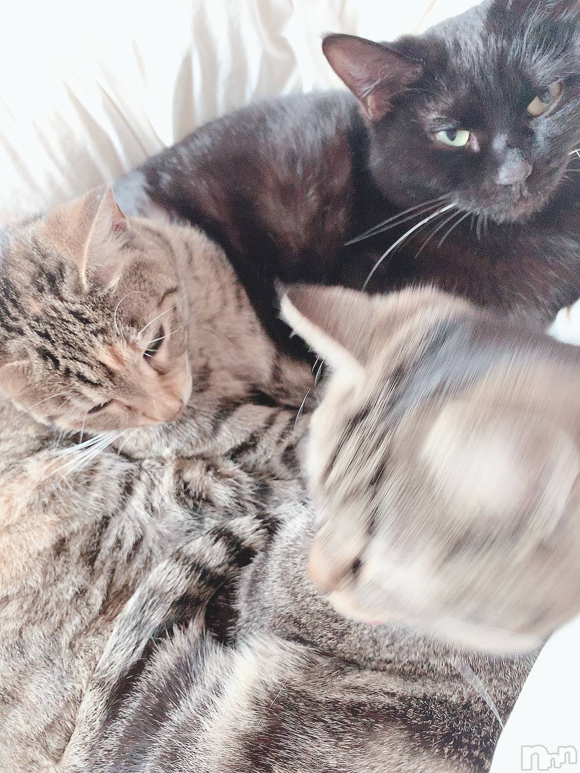 ��ˬ����Х��顦����֥���� �ץ���� ��ˬ(����� �ץ���� ����) ��2021ǯ2��9���̥�֥����ֽжС�