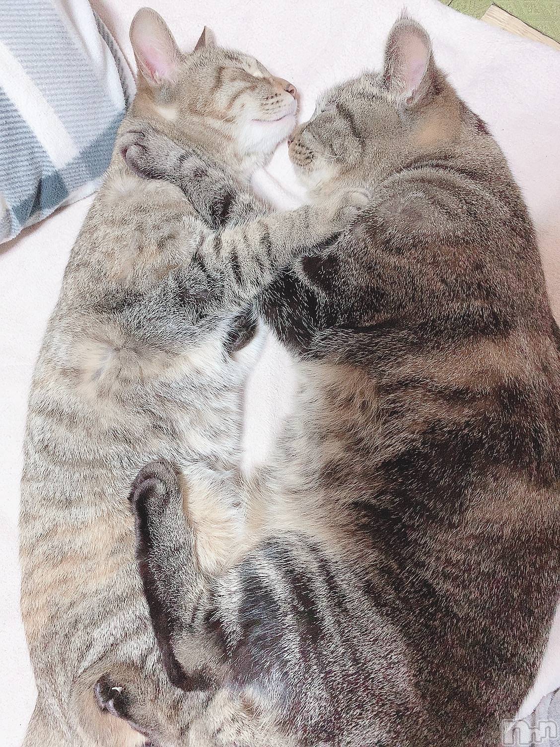 ��ˬ����Х��顦����֥���� �ץ���� ��ˬ(����� �ץ���� ����) ��2021ǯ2��17���̥�֥����֤ͤ������