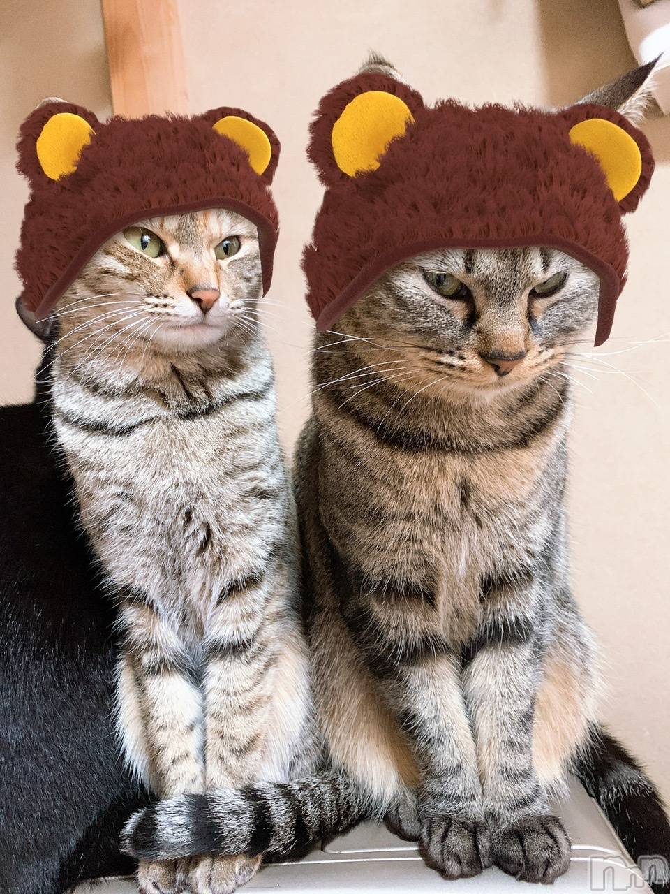 ��ˬ����Х��顦����֥���� �ץ���� ��ˬ(����� �ץ���� ����) ��2021ǯ2��18���̥�֥����֤Ԥ���