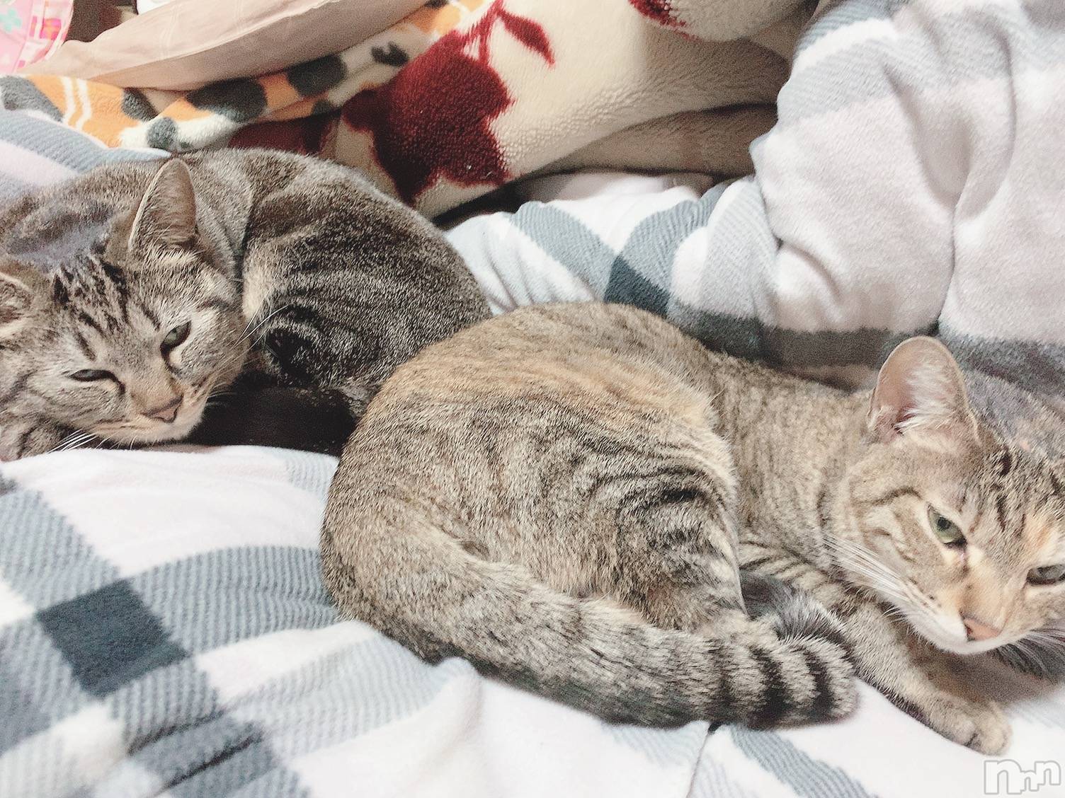 ��ˬ����Х��顦����֥���� �ץ���� ��ˬ(����� �ץ���� ����) ��2021ǯ3��1���̥�֥�����ᜊﬞﬞ ᶻᶻᶻ﻿��