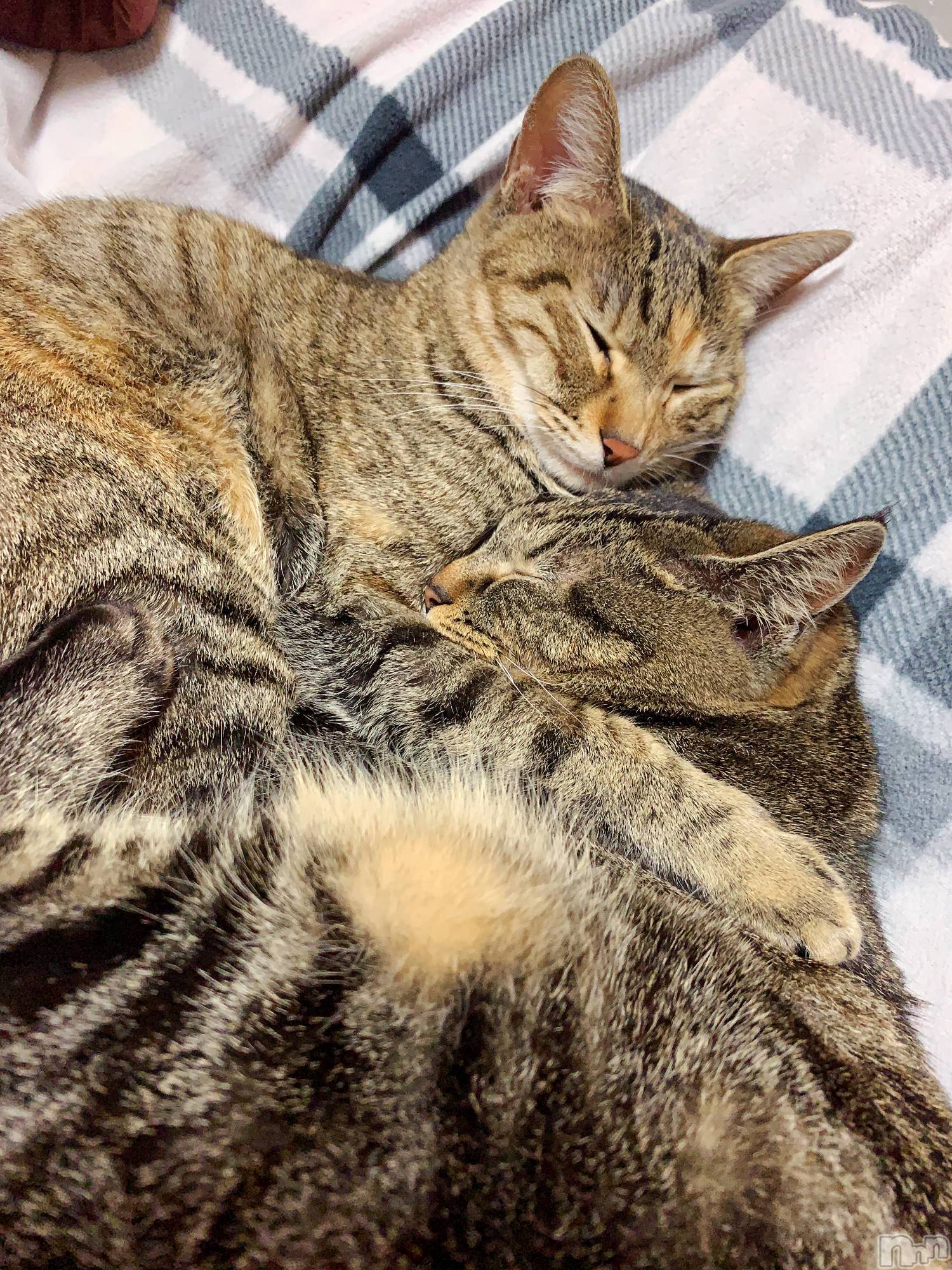 ��ˬ����Х��顦����֥���� �ץ���� ��ˬ(����� �ץ���� ����) ��2021ǯ3��4���̥�֥����ֽжФǤ���