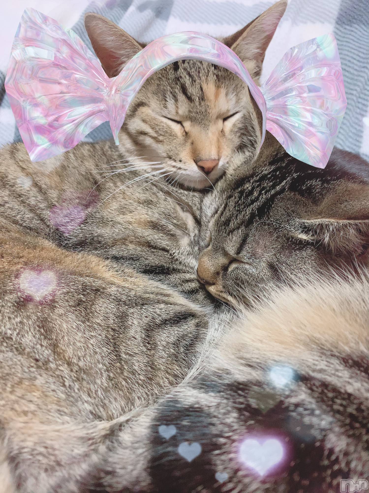 ��ˬ����Х��顦����֥���� �ץ���� ��ˬ(����� �ץ���� ����) ��2021ǯ3��5���̥�֥����ֶ�������