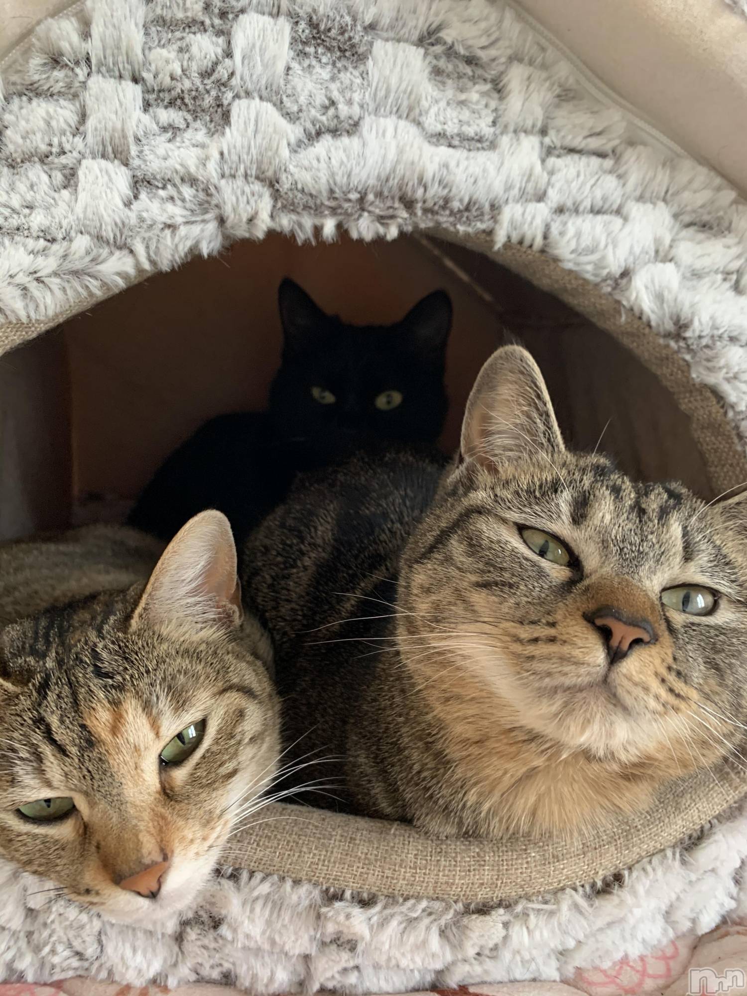 ��ˬ����Х��顦����֥���� �ץ���� ��ˬ(����� �ץ���� ����) ��2021ǯ3��9���̥�֥����ֽжС�