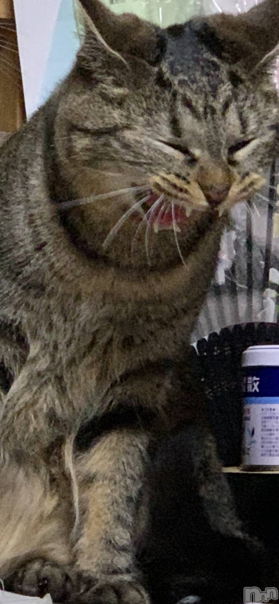 ��ˬ����Х��顦����֥���� �ץ���� ��ˬ(����� �ץ���� ����) ��2021ǯ3��18���̥�֥�����ǭ�����