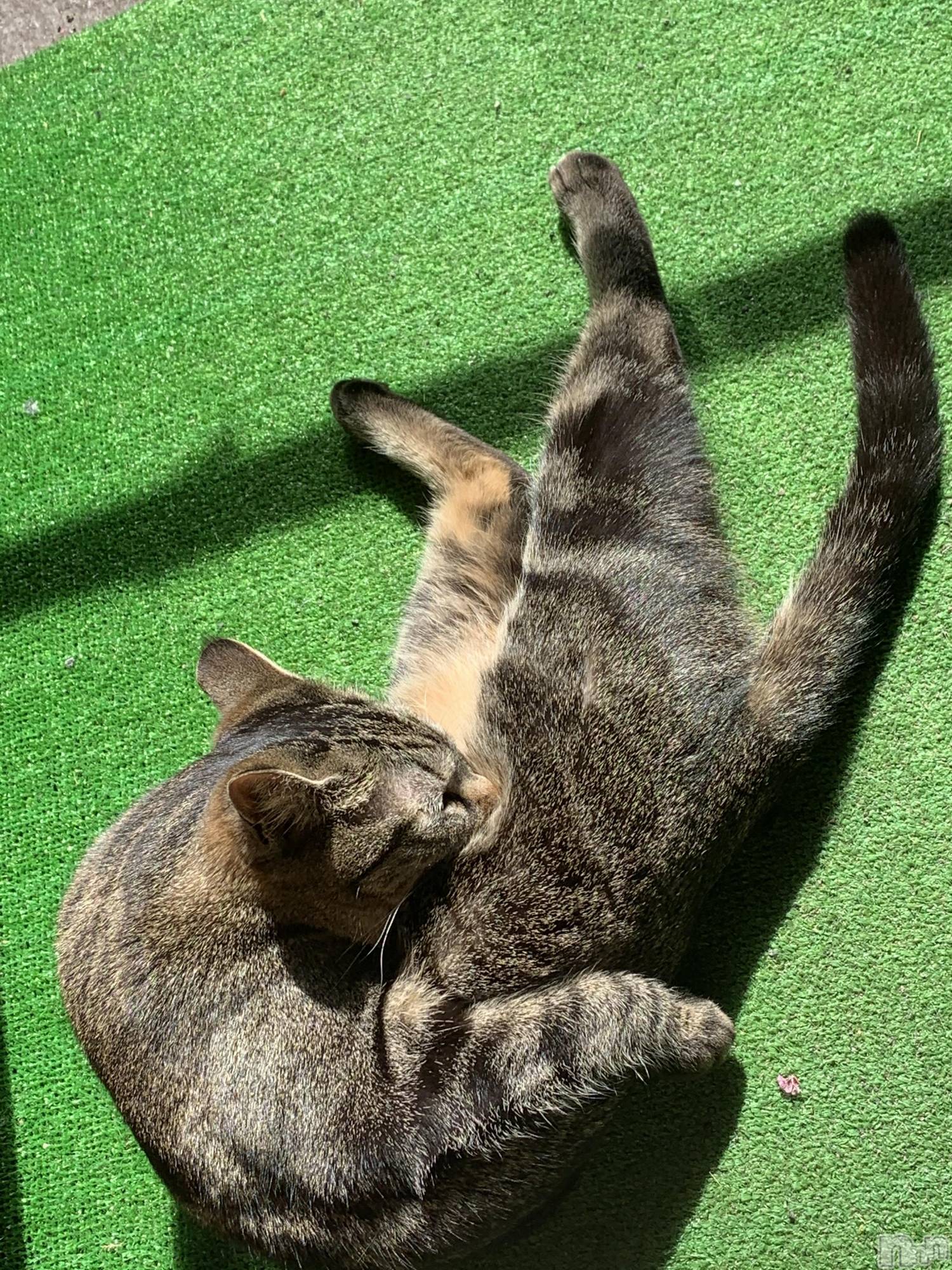 ��ˬ����Х��顦����֥���� �ץ���� ��ˬ(����� �ץ���� ����) ��2021ǯ4��14���̥�֥����ֽжС�