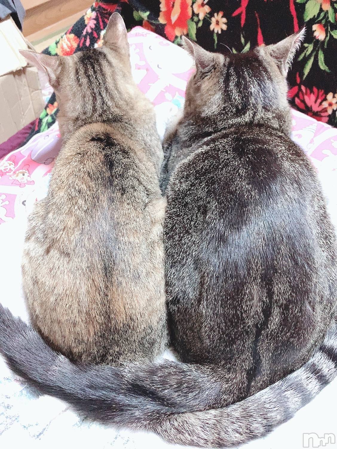 ��ˬ����Х��顦����֥���� �ץ���� ��ˬ(����� �ץ���� ����) ��2021ǯ5��11���̥�֥�����(๑♡ᴗ♡๑)��