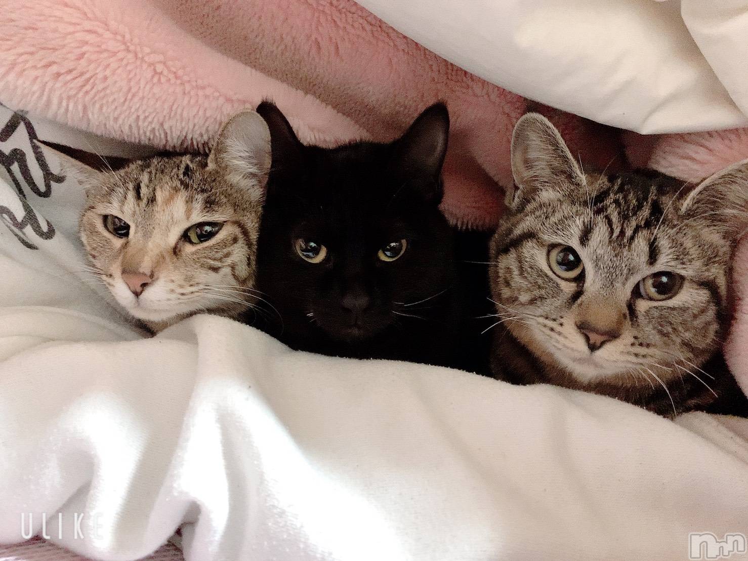 ��ˬ����Х��顦����֥���� �ץ���� ��ˬ(����� �ץ���� ����) ��2021ǯ5��25���̥�֥����֤�����