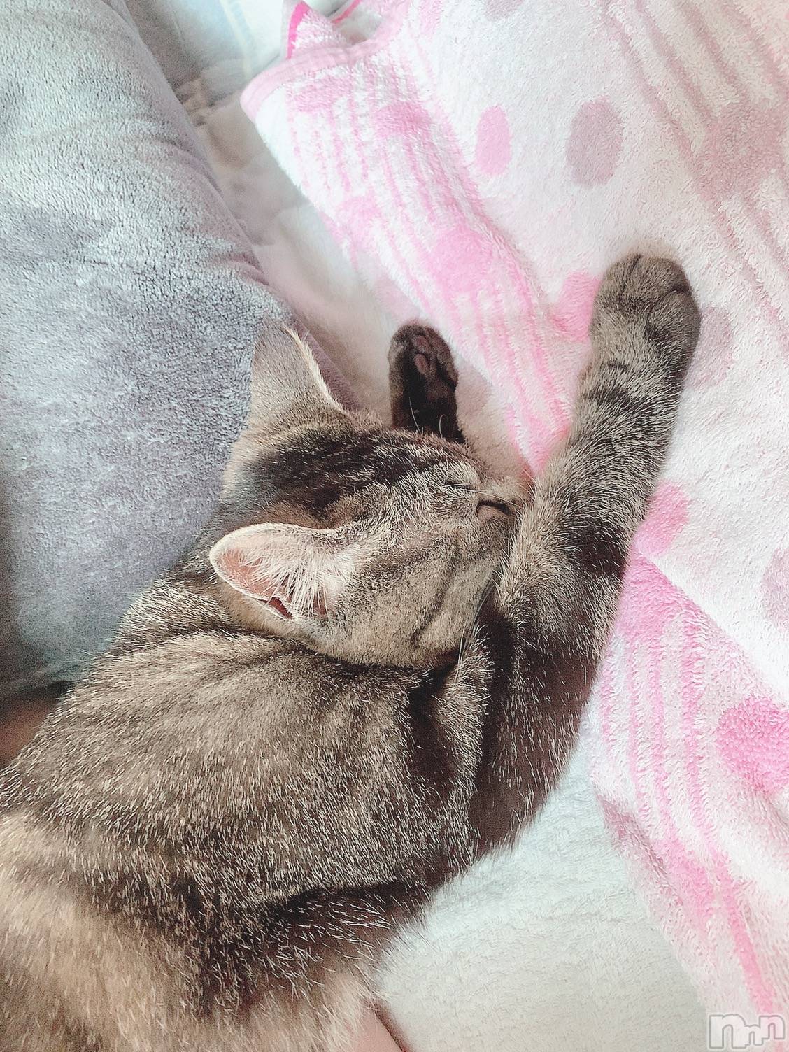 ��ˬ����Х��顦����֥���� �ץ���� ��ˬ(����� �ץ���� ����) ��2021ǯ6��4���̥�֥����ֽжФǤ�✨��