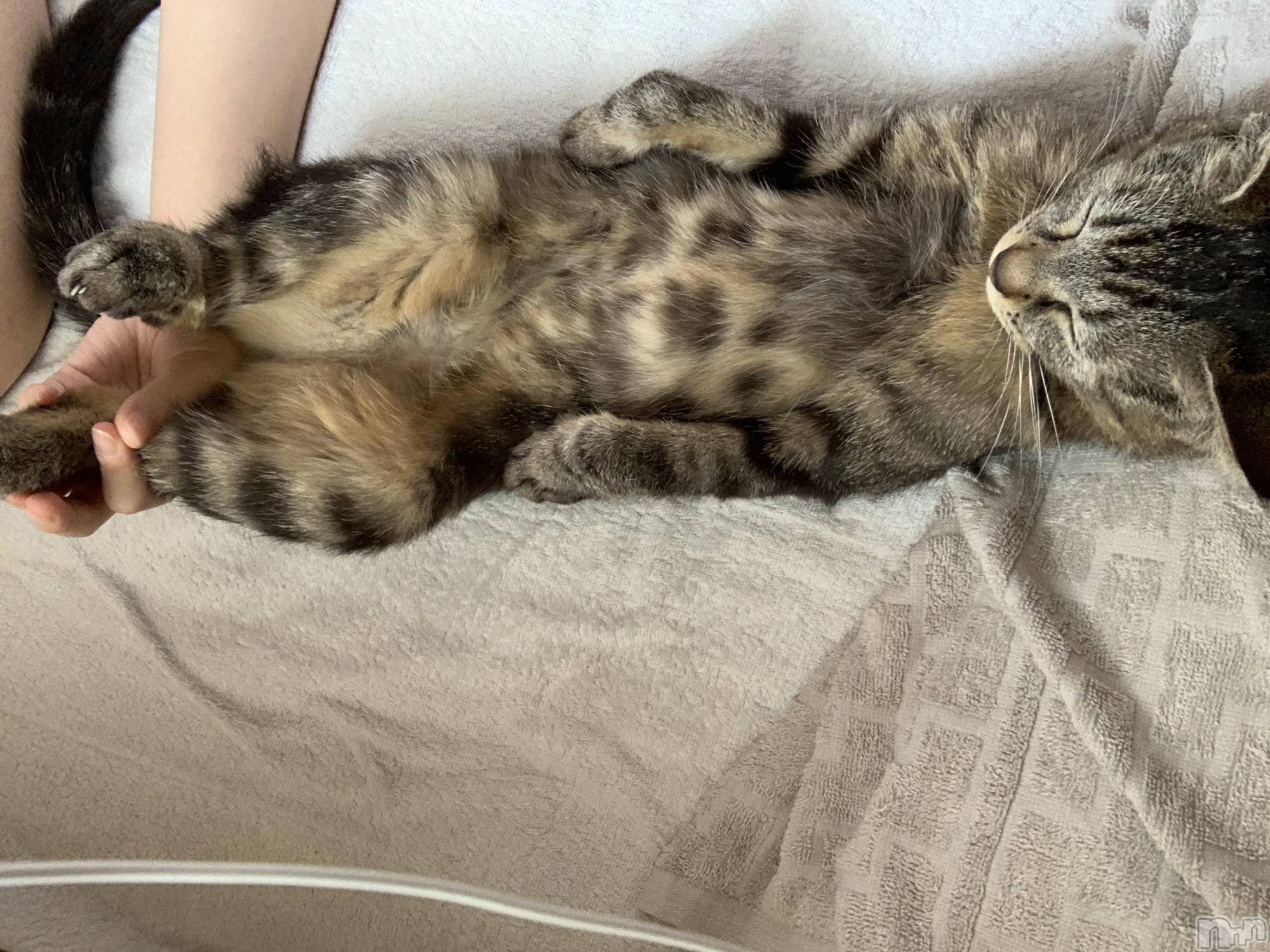 ��ˬ����Х��顦����֥���� �ץ���� ��ˬ(����� �ץ���� ����) ��2021ǯ7��1���̥�֥�����☺️��