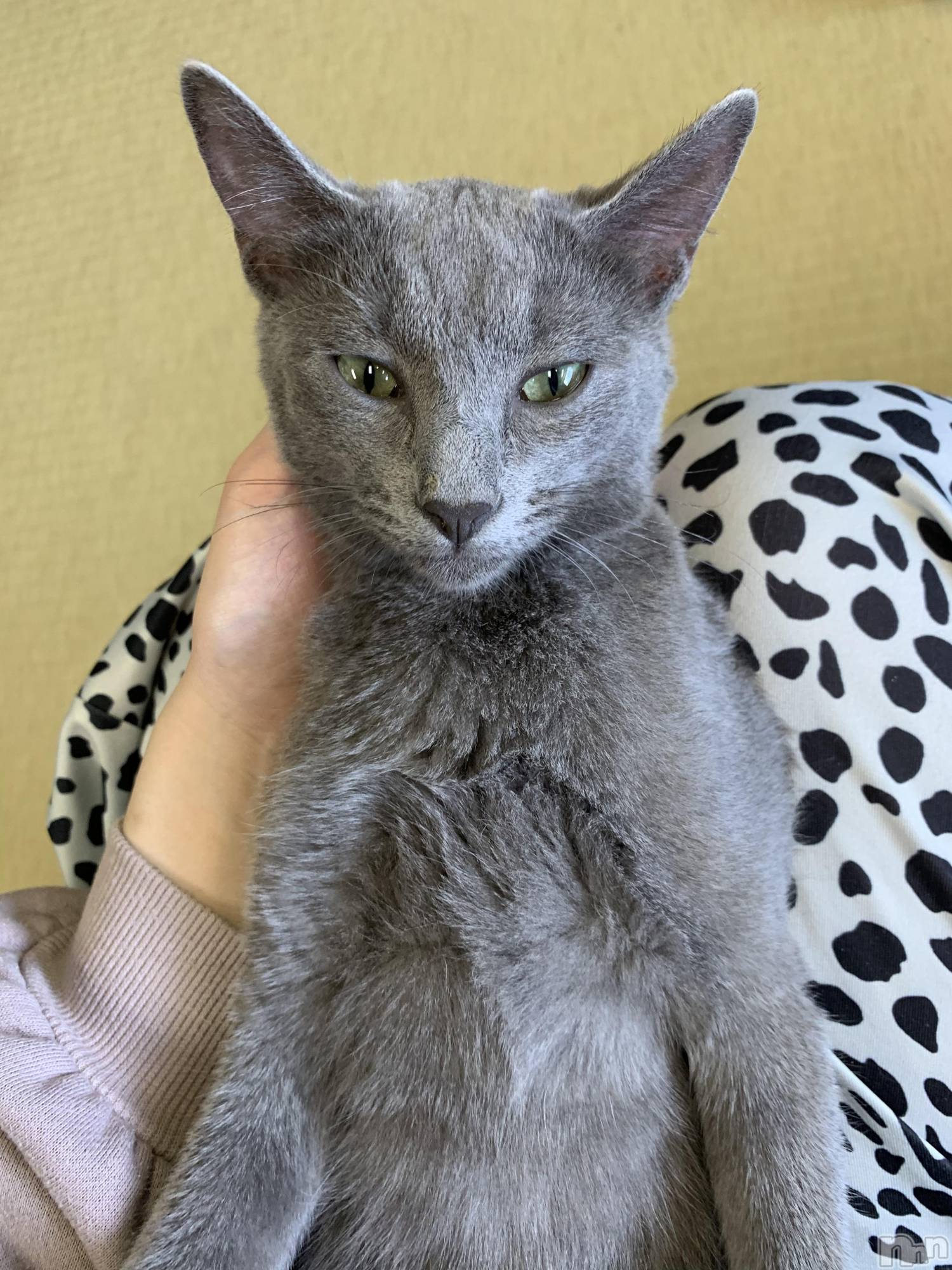 ��ˬ����Х��顦����֥���� �ץ���� ��ˬ(����� �ץ���� ����) ��2021ǯ7��12���̥�֥����ֽжС�