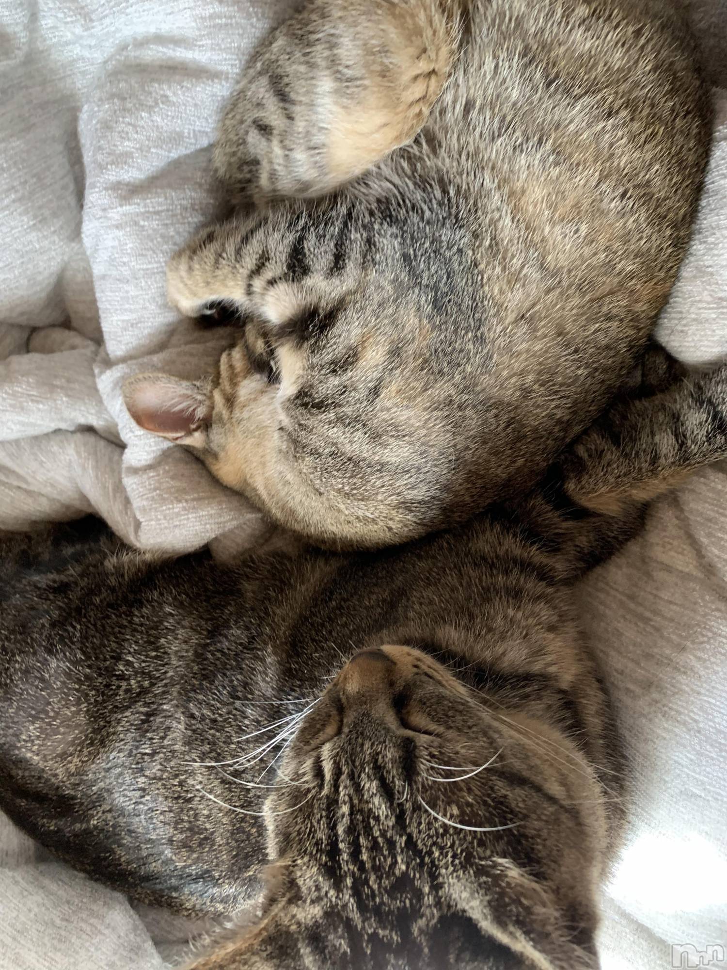 ��ˬ����Х��顦����֥���� �ץ���� ��ˬ(����� �ץ���� ����) ��2021ǯ9��11���̥�֥�����ฅ•��•ฅ😸��