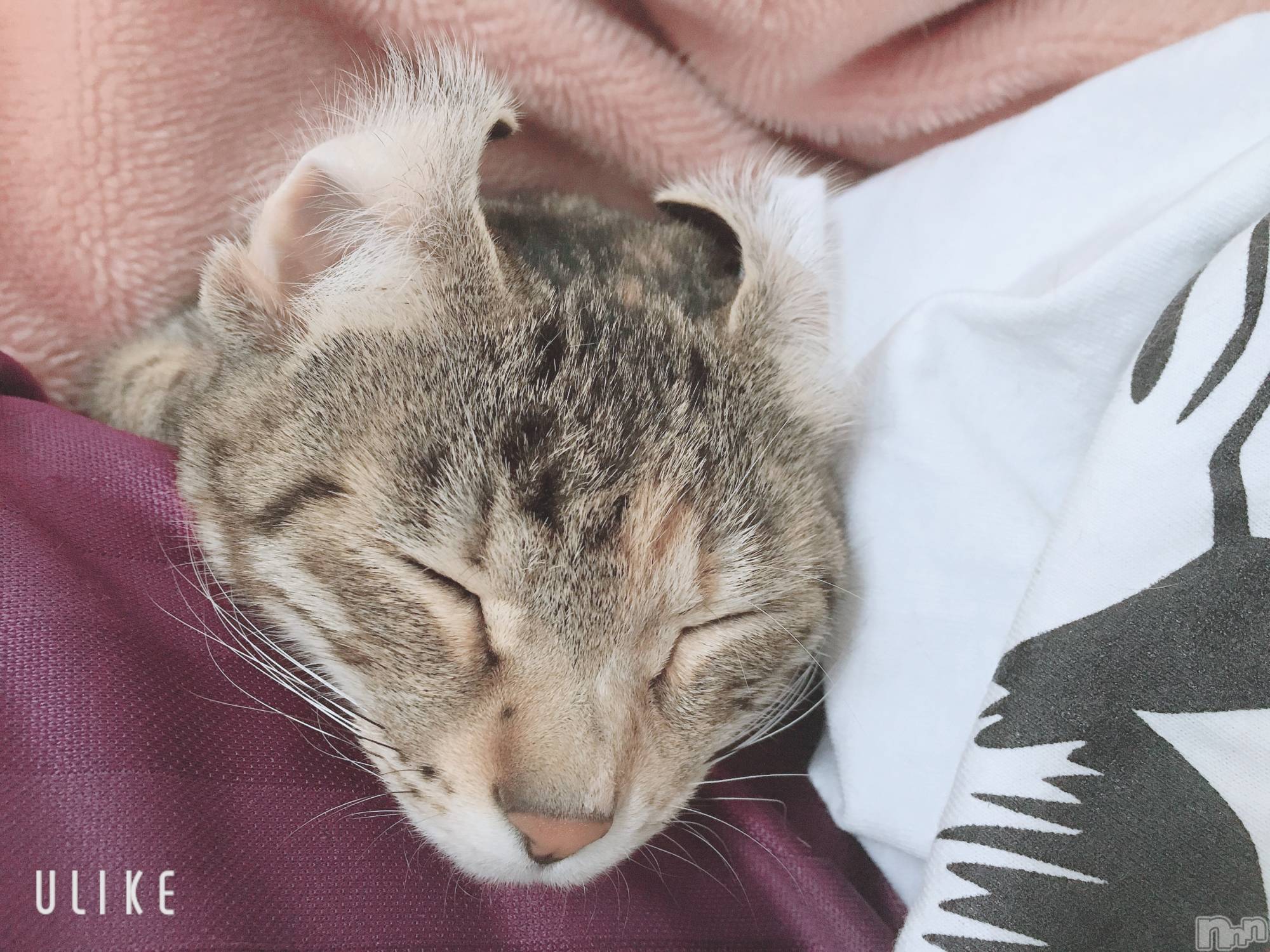 ��ˬ����Х��顦����֥���� �ץ���� ��ˬ(����� �ץ���� ����) ��2021ǯ9��23���̥�֥����ֽжС�